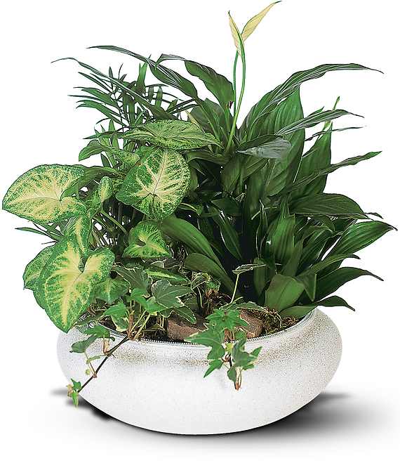 MEDIUM DISH GARDEN - Bring the outdoors in with this lush green potted garden. Arranged in a low white bowl, the assortment of living potted plants can be enjoyed inside, then planted outside at a later date. You can't go wrong with this versatile, long-lasting gift.  