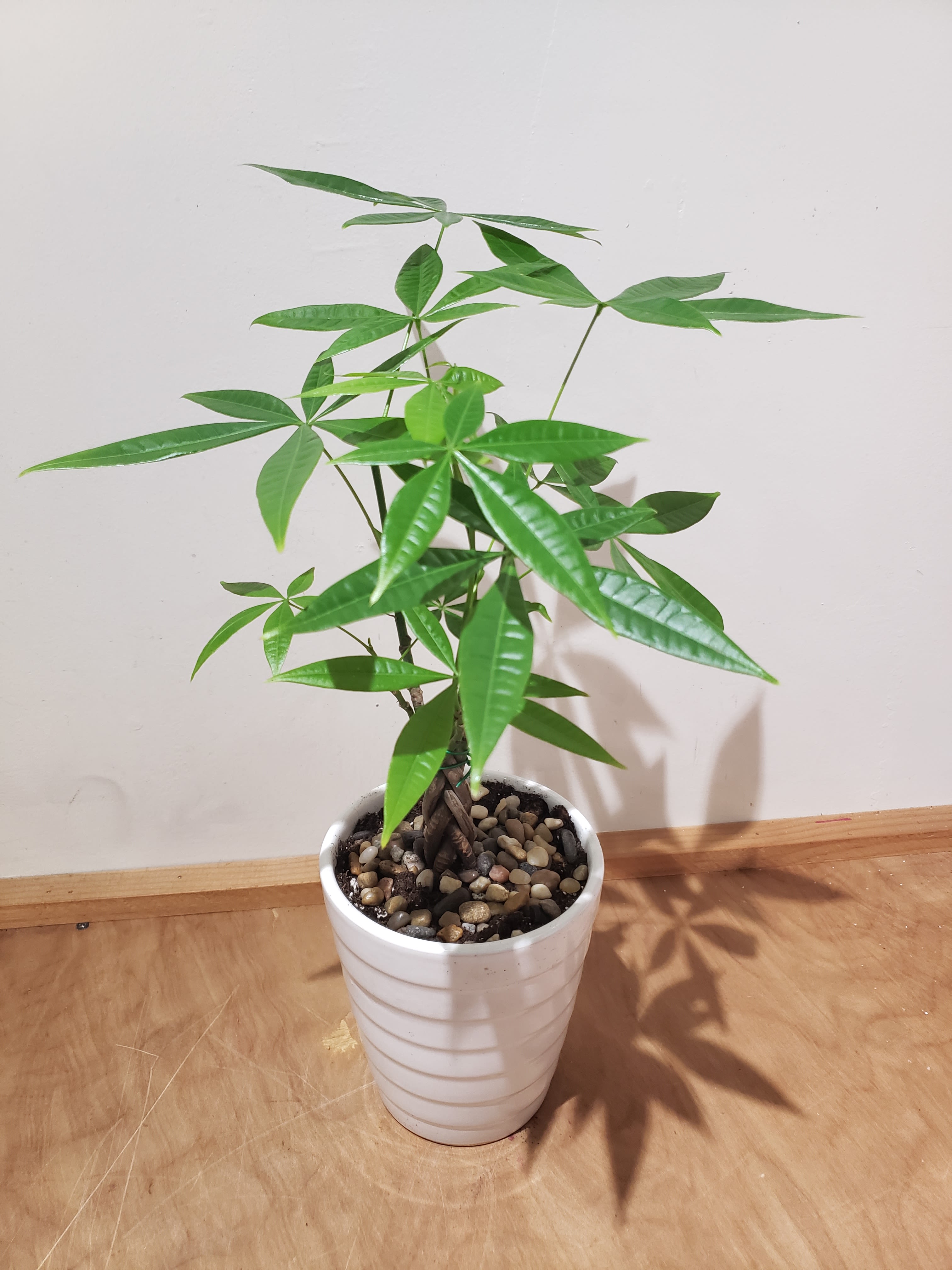 Money Tree(S) Money Tree(S) - small money tree in 5" x 6" white ceramic pot