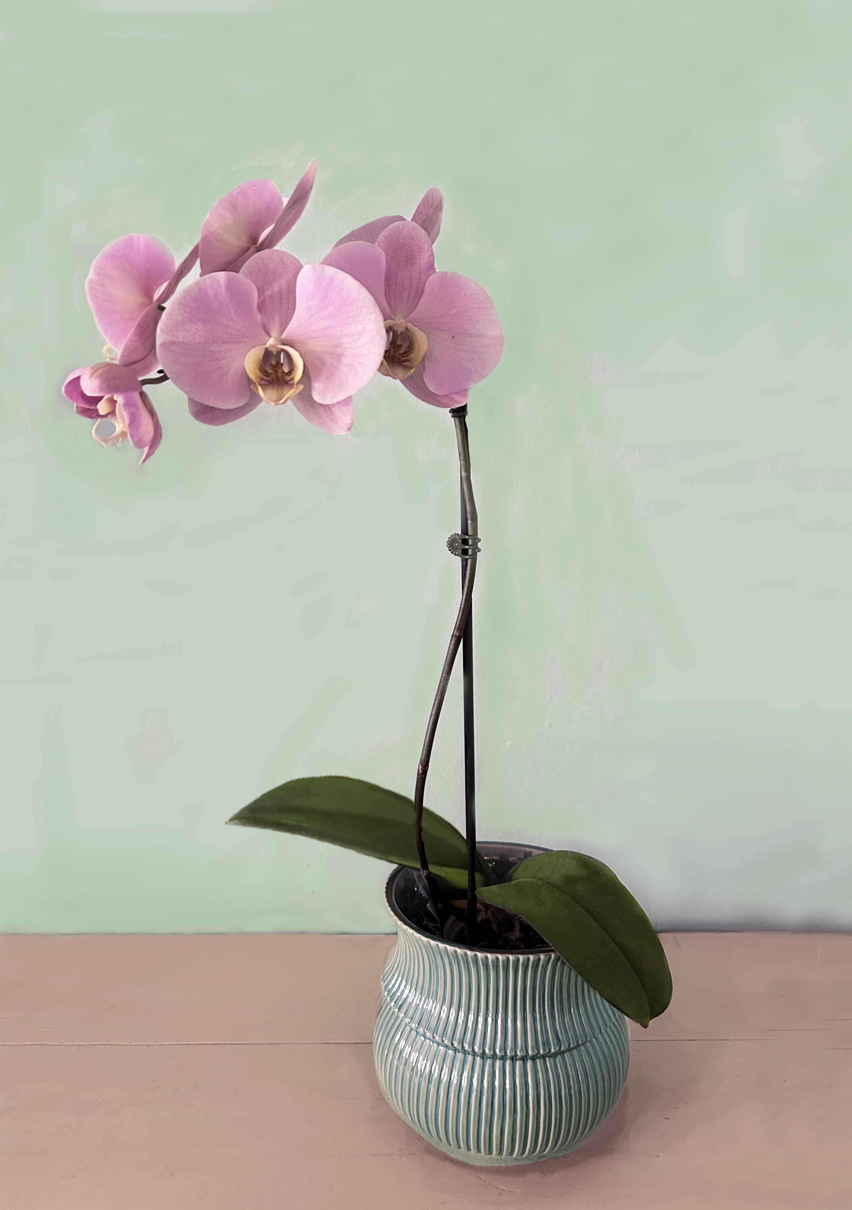 Mauve orchid in vintage green ceramic pot Mauve orchid in vintage green ceramic pot - A very pretty mauve colored 1 stemmed Phalaenopsis orchid of the best quality placed in a new vintage inspired ceramic pot in rippled design in a beautiful vintage green. Pot measuring appx 6" wide by 8"tall.