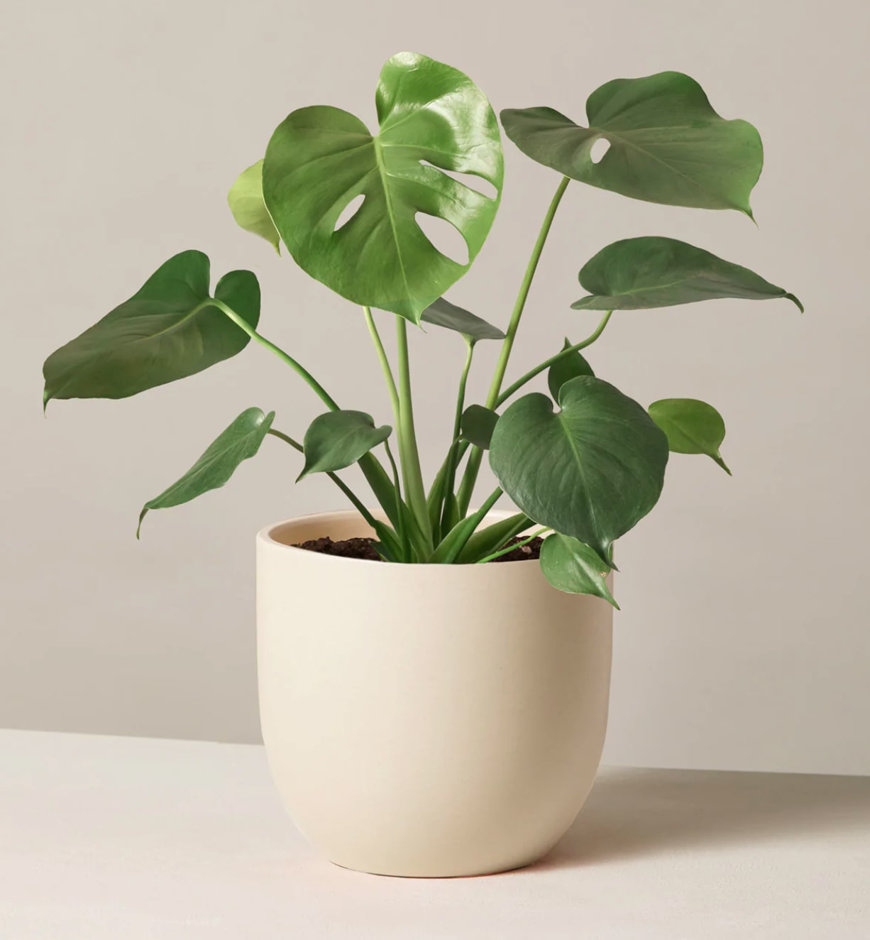 Monstera Plant Monstera Plant - The Monstera is a classic house plant that likes bright to medium indirect light. This is an easy, trendy, and long lasting option!