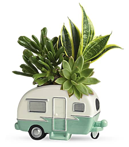 Teleflora's Cool Camper - You're sure to get miles of smiles when you roll into their day with this fun-filled gift! Bursting with lush living plants, this vintage ceramic camper is sure to be their favorite décor accessory for years to come.