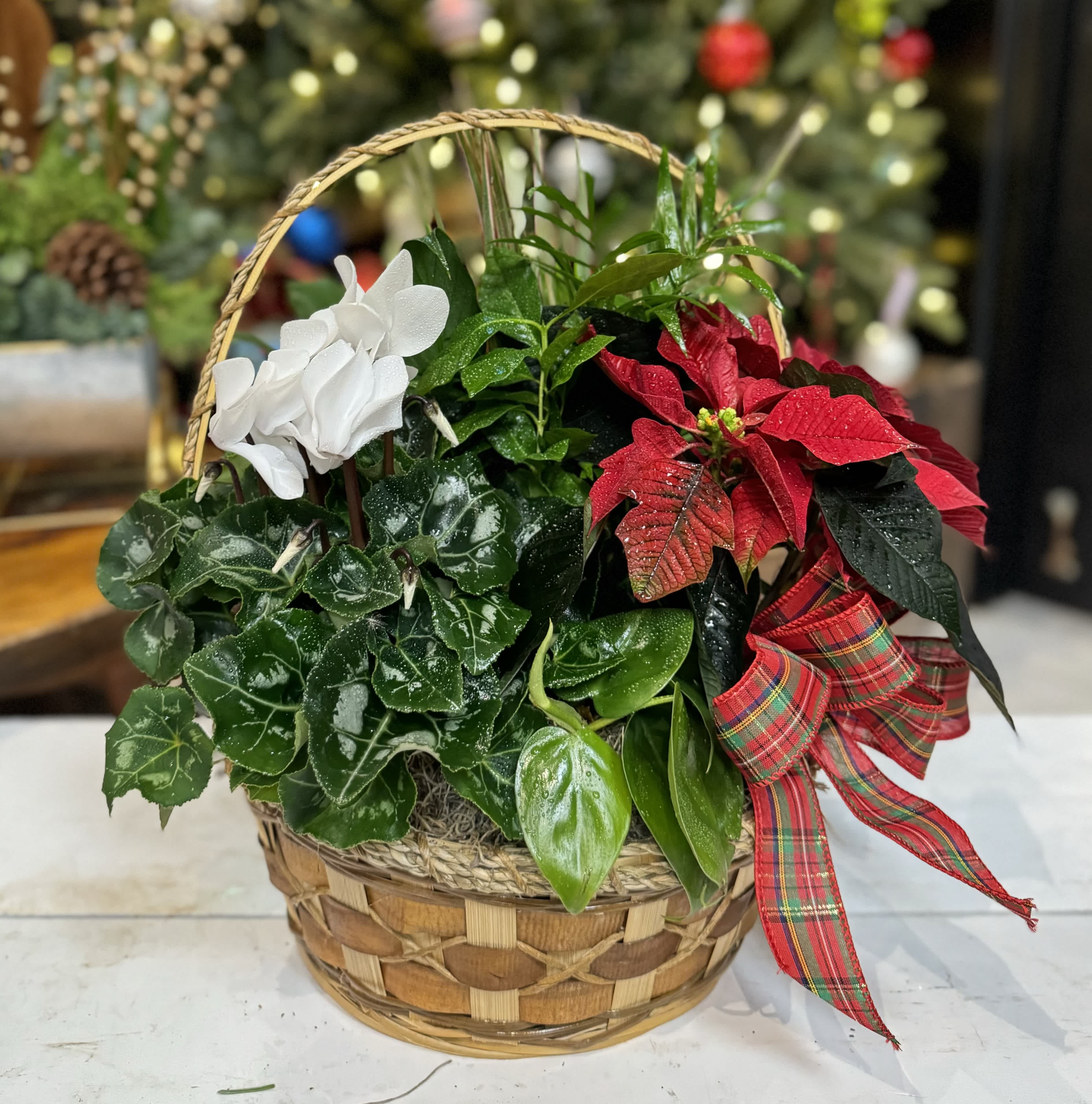 Holiday Plants Basket Holiday Plants Basket - Mixed of holiday plants arranged in a natural handled basket.
