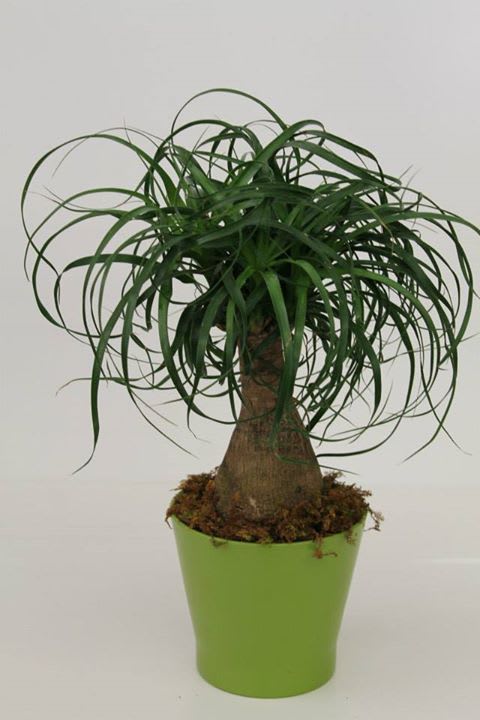 BEAUCARNEA RECURVATA/ Elephant Foot BEAUCARNEA RECURVATA/ Elephant Foot - Everlasting Greenery with very low water usage