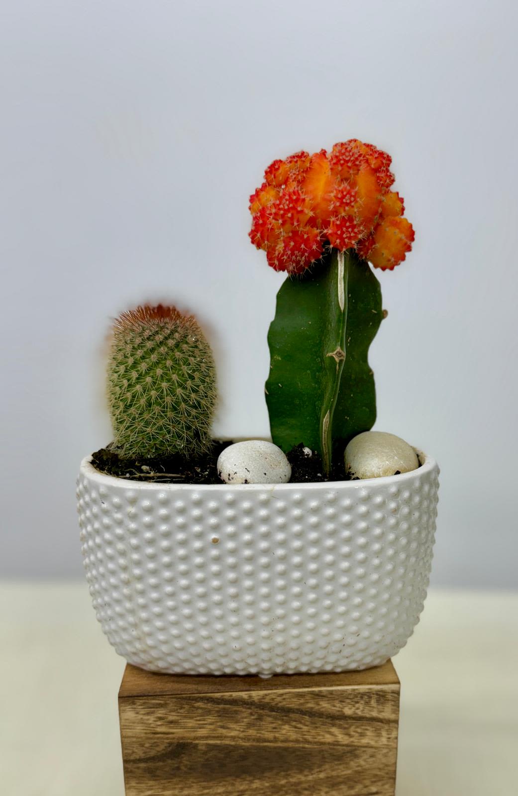 Cactus plants - Planted in a white ceramic container with decorative rocks, this orange Moon and mammillaria cactus  is low-maintenance and perfect for any sunny windowsill. These Cactus is the perfect gift for any occasion or a great add-on to any flower arrangement you send.  