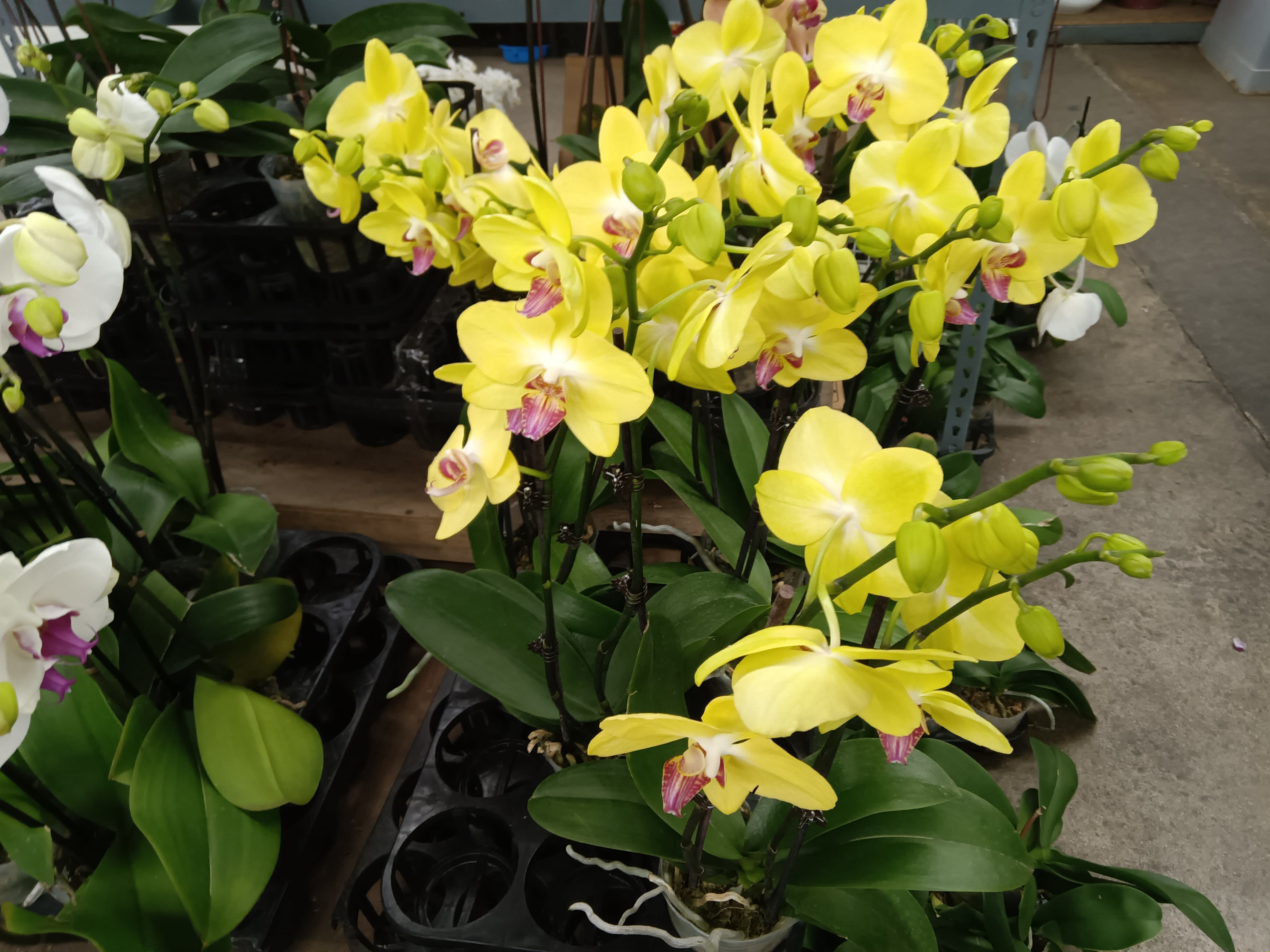 Exotic orchids Exotic orchids - Exotic orchid