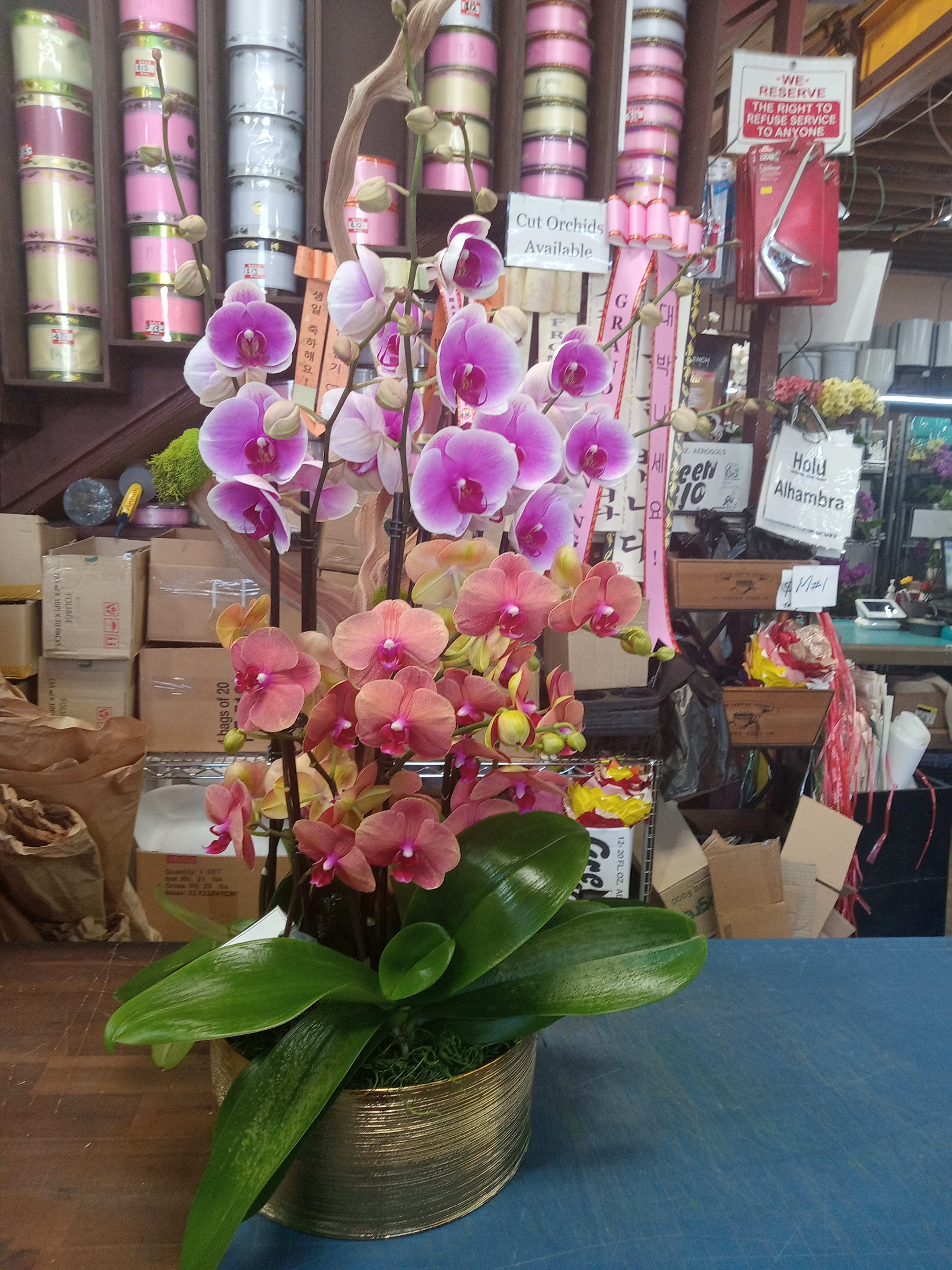 orchid plants colorful orchid plants colorful - orchid plants colorful