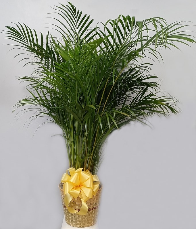 10 in Majesty Palm 10 in Majesty Palm - Elegant Majesty palms are make a magnificent show no matter where they are displayed.