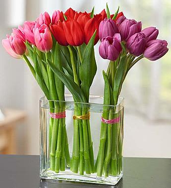 Modern Tulips for Your Valentine Modern Tulips for Your Valentine - A new Valentine’s classic! Our expert floral designers have taken ten stunning stems each of romantic red, playful pink and passionate purple tulips—30 in all—and gathered them together into bunches in a chic rectangle vase, so that you can say, “I love you” in the most unexpected way!