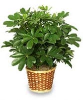 GREEN SCHEFFLERA PLANT Brassia actinophylla GREEN SCHEFFLERA PLANT Brassia actinophylla - Beautiful hawaiian schefflera plant in a wicker basket dressed up with spanish moss and a bow. This is a low maintenance house plant good for alot of different occasions such as a get well, thank you or just because!