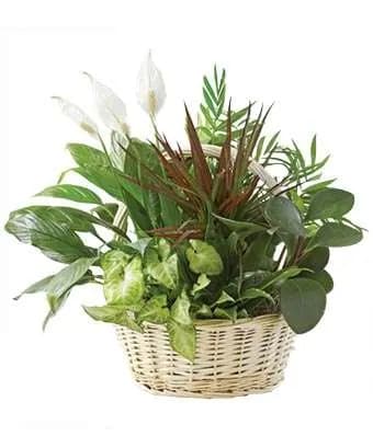 Small Garden Basket Small Garden Basket - This 8" impressive garden of indoor plants will be a warm welcome to any home or office. And you'll get glowing reviews for sending it. Croton, ivy, pothos, dieffenbachia, schefflera, and syngonium plants arrive together in a wicker basket with handle.