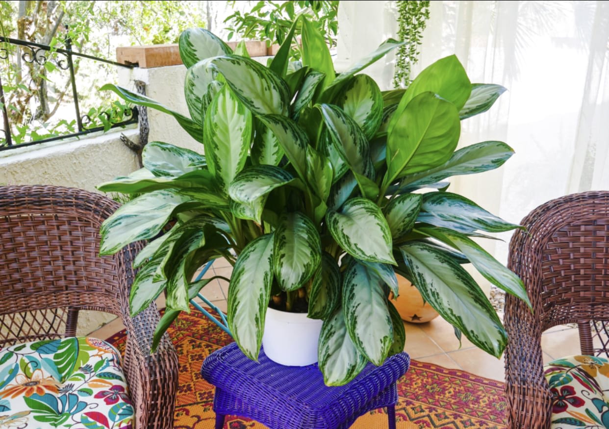 Chinese Evergreen - Rich and Lucius leaves, easy to take care plant. 