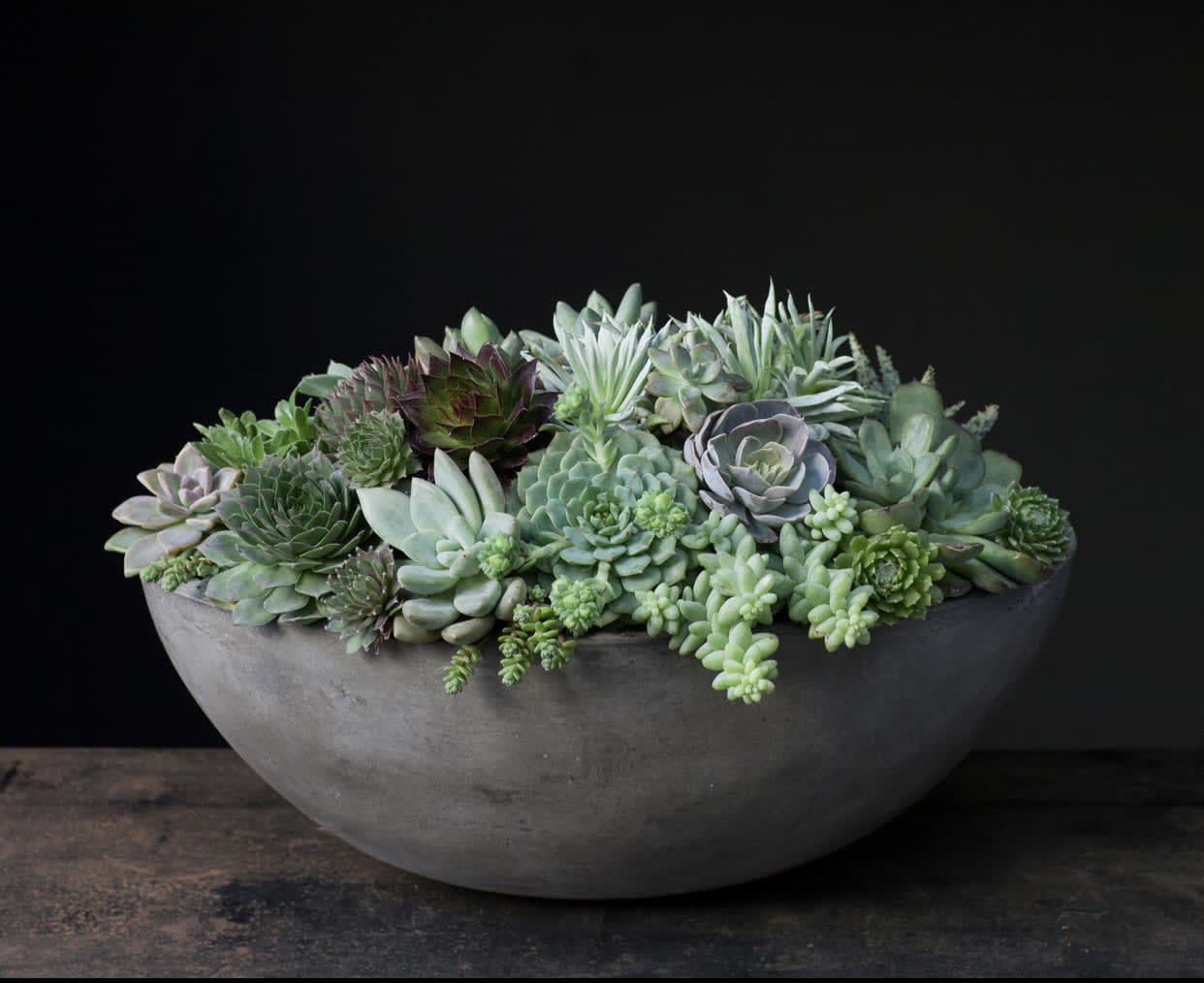 Succulent Bowl - Succulent Bowl    In some instances, our photo may represent an overall theme or look and include a one-of-a-kind vase which cannot be exactly replicated.  Although the actual bouquet may not precisely match the photo, its temperament will. Occasionally, substitutions of flowers and/or containers happen due to weather, seasonality and market conditions which may affect availability. If this is the case with the gift you’ve selected, we will ensure that the style, theme and color scheme of your arrangement is preserved and will only substitute items of equal value or higher value.  