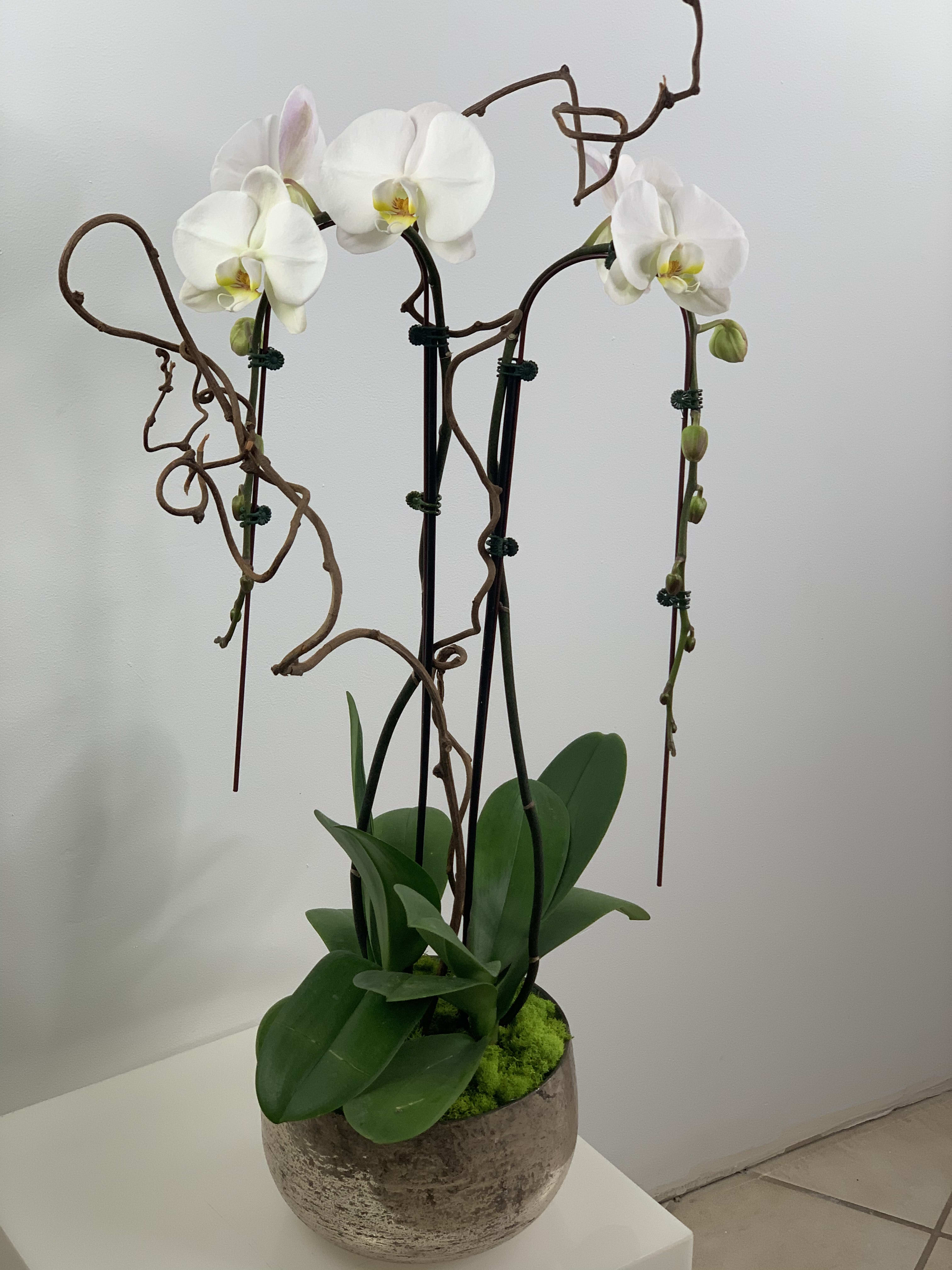 Phalaenopsis Orchid Duo - Long lasting and a great accent to your design. Two stems with 4-6 blooms on each.  Next day delivery available. 