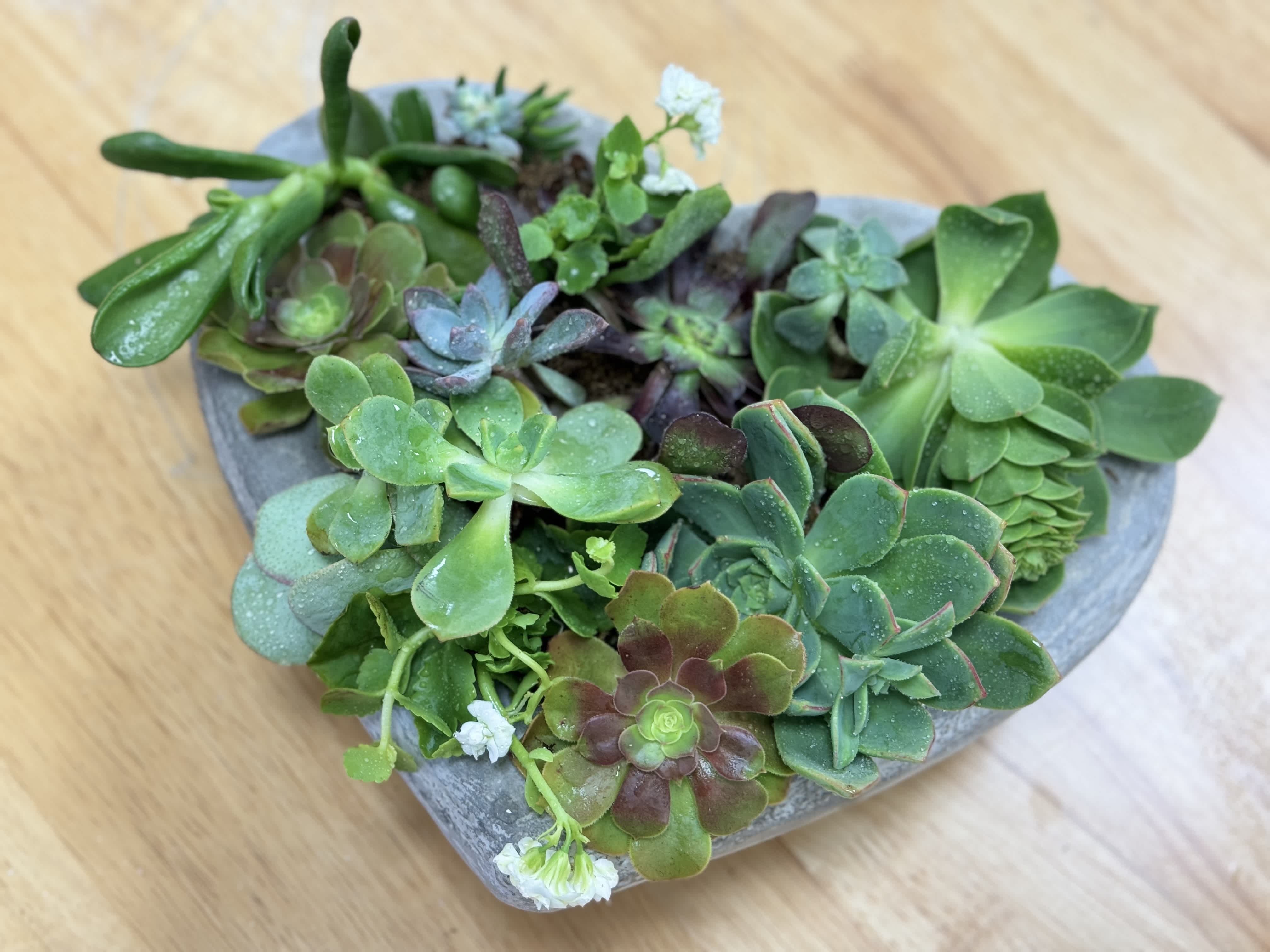 Succulent Heart  - A beautiful medium size succulent arrangement.