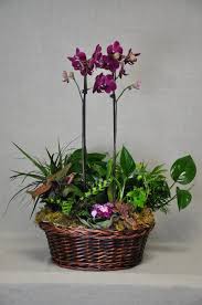 Peaceful Garden  - A  beautiful mix of green plants accompanied by a beautiful elegant orchid, designer in a basket. Baskets may vary - Pictured is the premium size 
