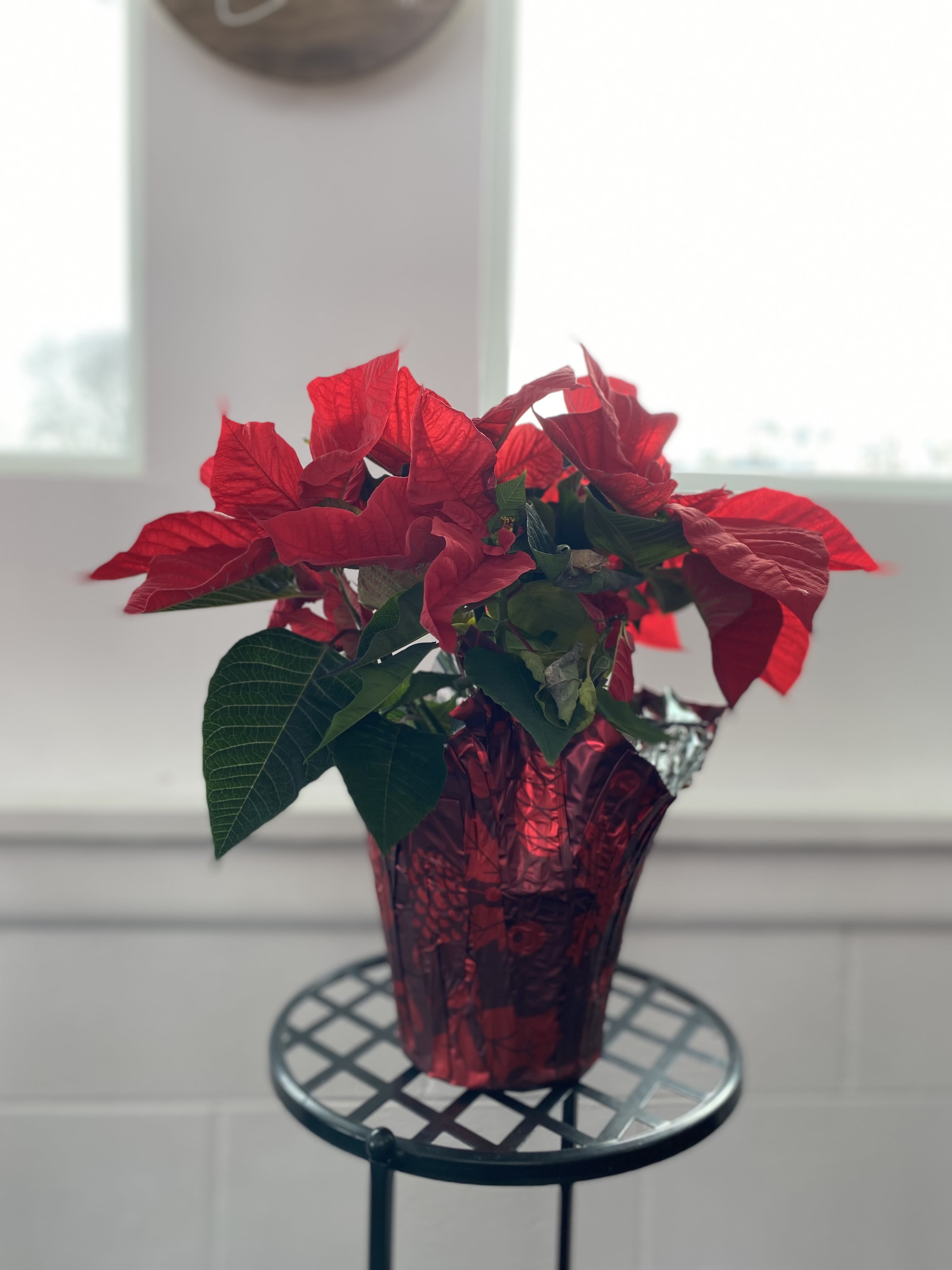 Poinsettia Plant - Perfect for the holiday season! Send to your loved one to show them that you are thinking about them this time of year.  