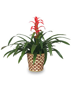 TROPICAL BROMELIAD PLANT TROPICAL BROMELIAD PLANT - Send a colorful gift with a tropical bromeliad plant... perfect for a man or woman for any occasion.