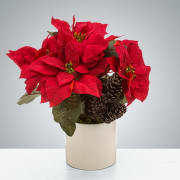 Poinsettia Plant by BloomNation™ - Happy Holidays! A classic holiday plant, the poinsettia plants vibrant color brings some cheer to any room. A perfect Christmas present for any relation.- will be ina holiday ceramic pot with holiday evergreens and a festive french ribbon bow