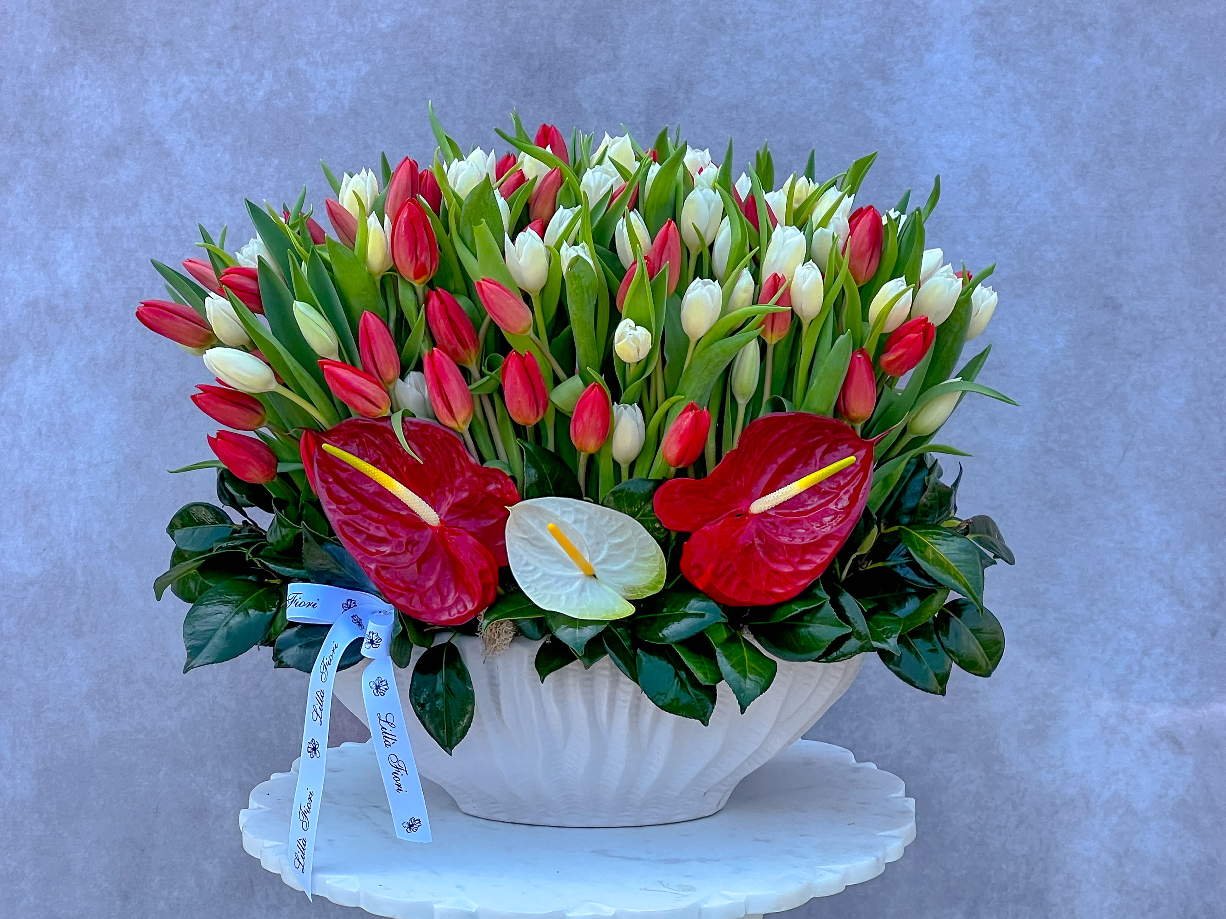 Red And White Tulips  - Fresh cut flowers 