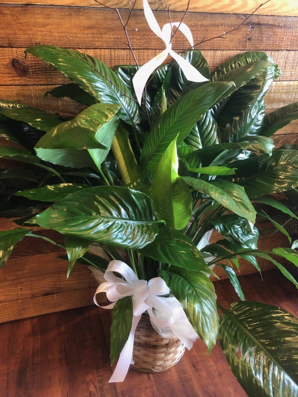 Peace Lily Peace Lily - Peace Lily