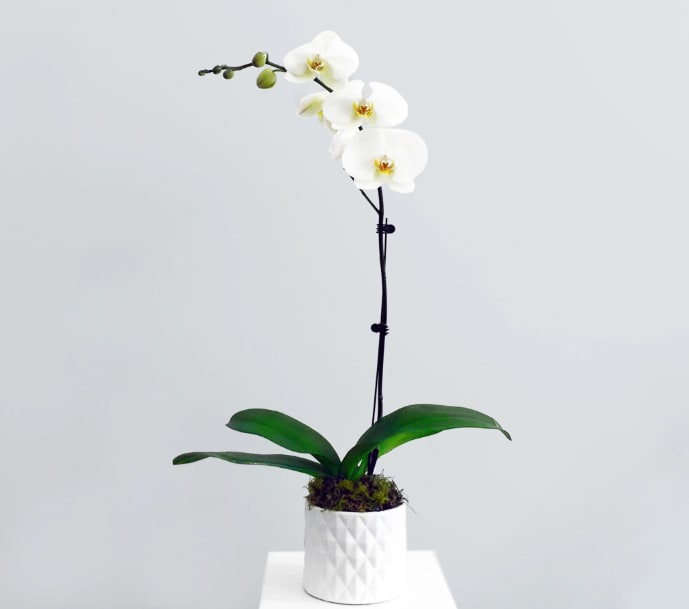 Large Potted Orchid Plant Large Potted Orchid Plant - Gorgeous large potted orchid plant in a ceramic pot decorated with pussy willow. Available in two colors - purple or white Single Stem Deluxe is Double Stem