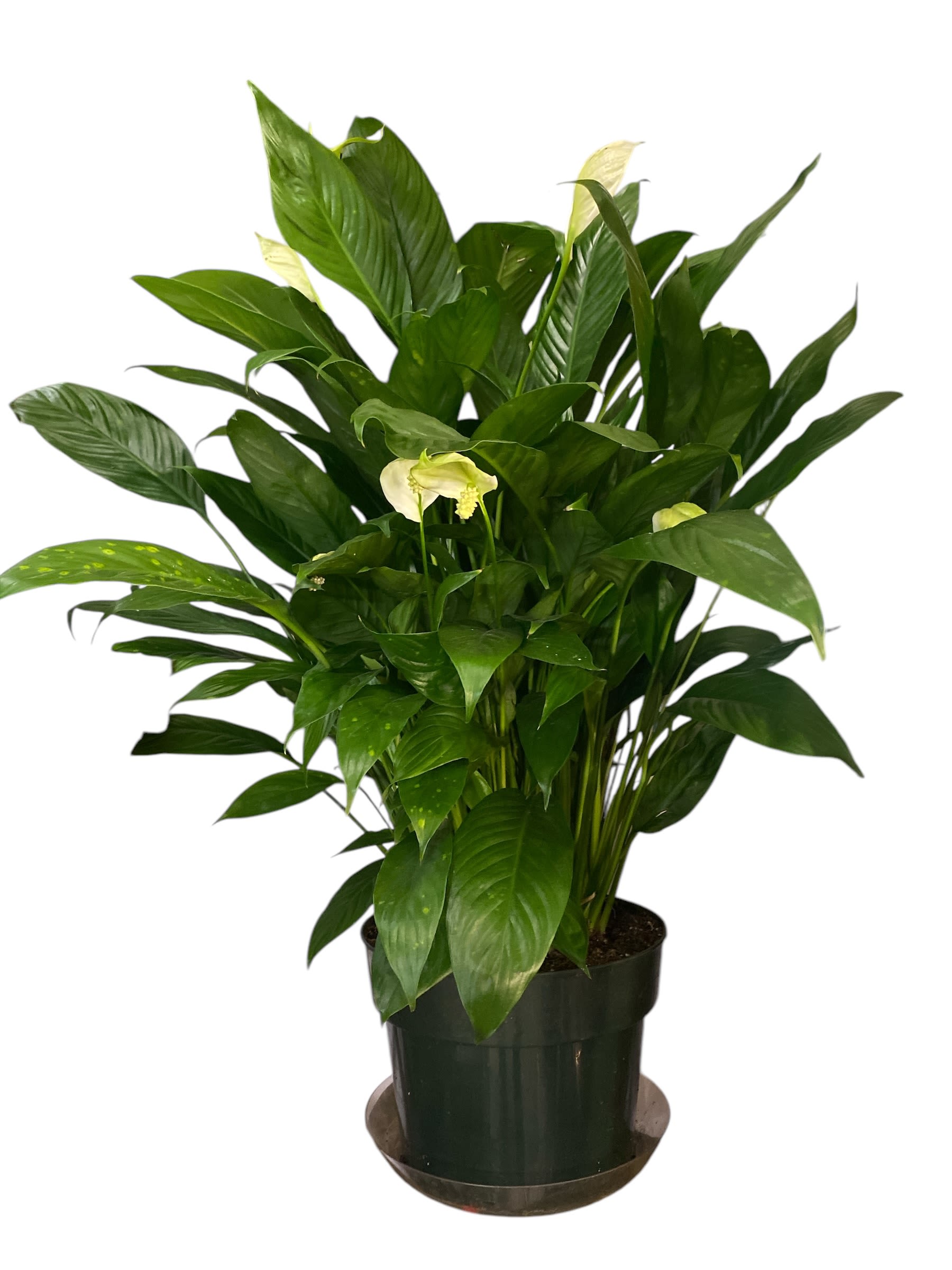 spathiphyllum plant spathiphyllum plant - 8'' pot (plastic) 3 feet tall and 2feet wide