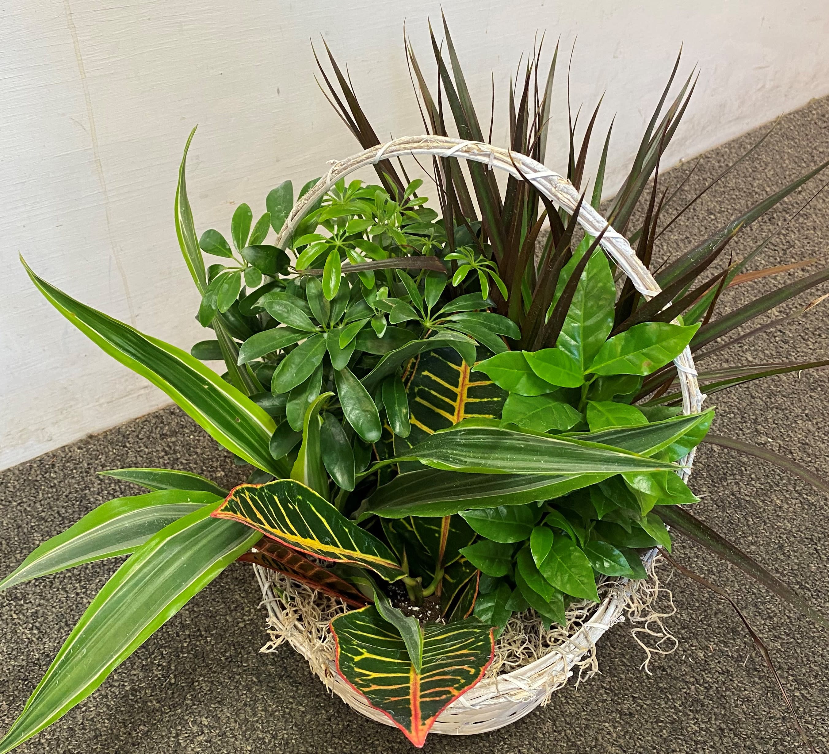 Dish Garden in Basket - Croton, Coffee, Dracaena, Arboricola 