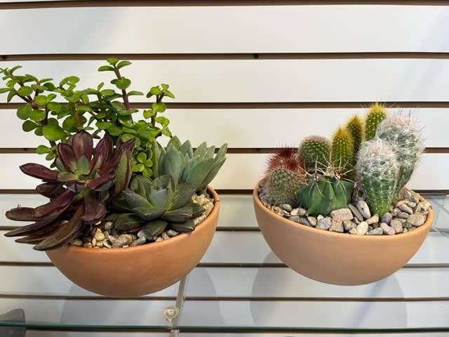 Cacti / Succulent Dish Garden - Mixture of Cacti and Succulents