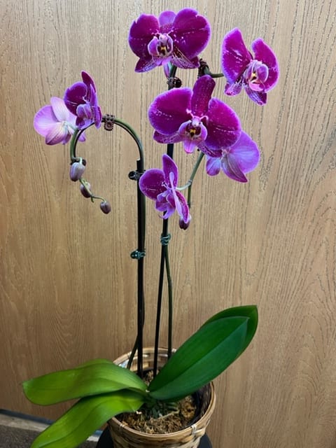 洋蘭 FLOWERS ORCHID