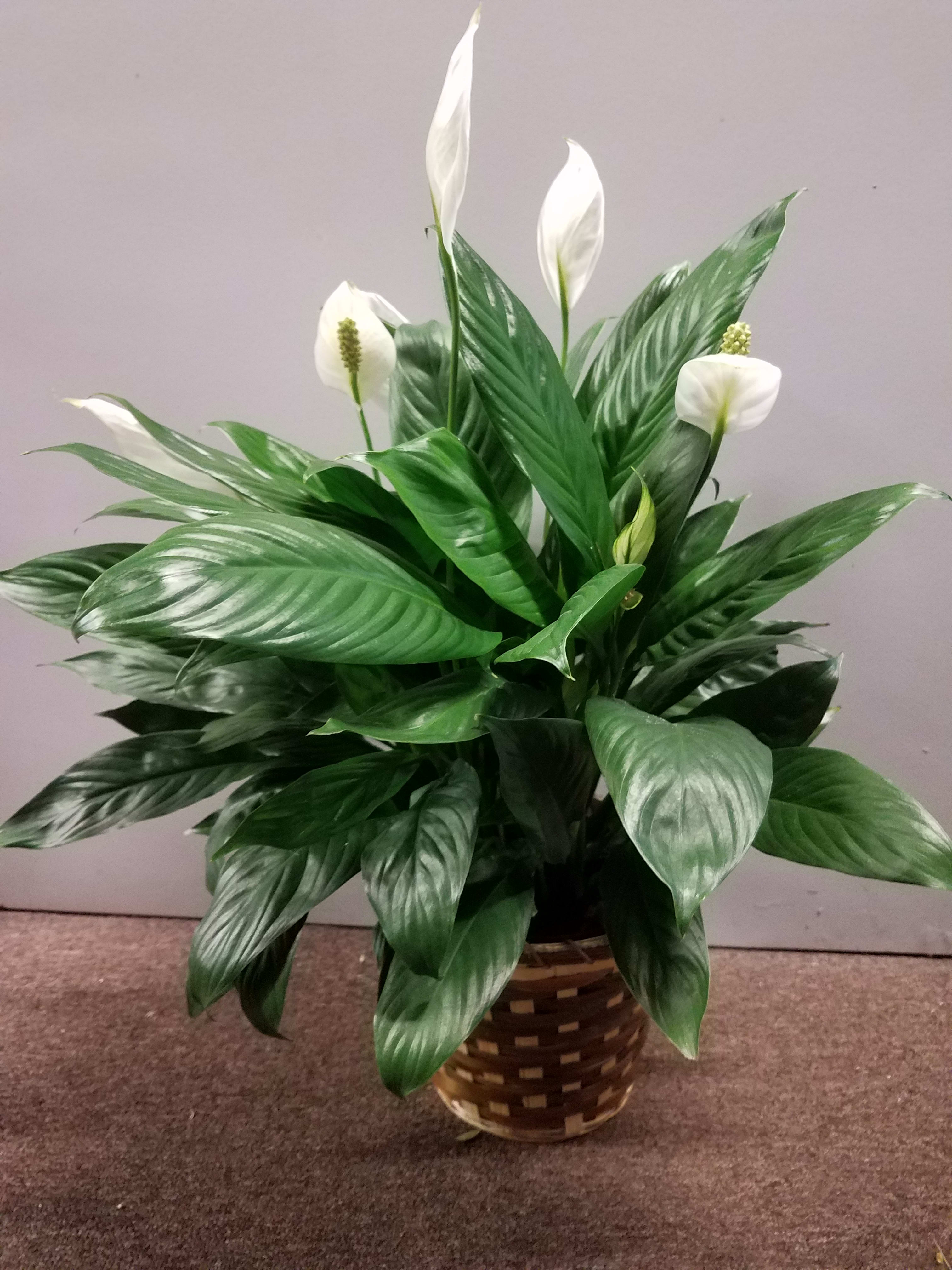 Wishing You Peace - This plant is called the Peace Lily and is a large indoor plant with little maintenance required.   It is a long-lasting tribute you can send for many occasions.    