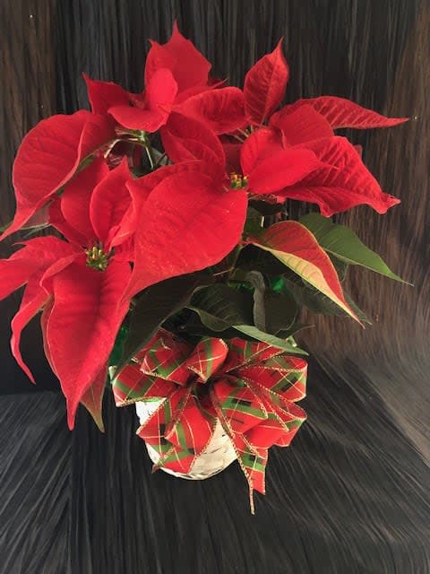 Poinsettia - Beautiful 6&quot; poinsettia dressed in a basket with a bow assorted colors available