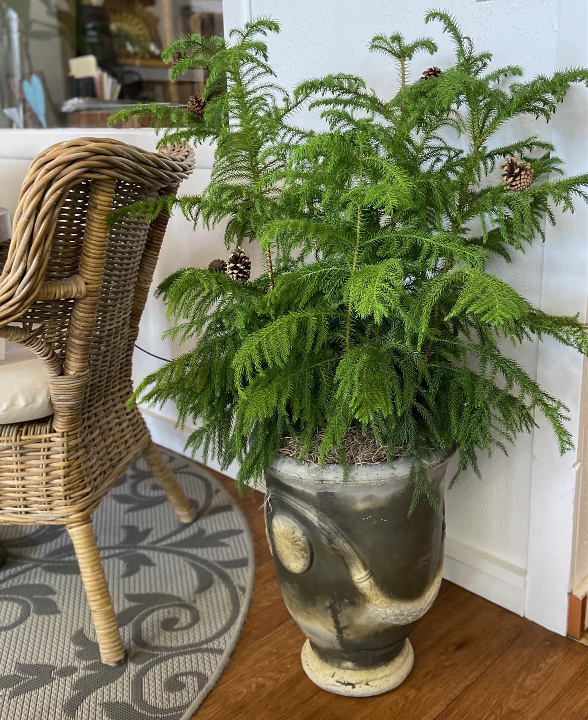 Norfolk Island Pine - This lovely and large Norfolk Island Pine makes a great houseplant and is easy care. It is 40&quot;H x 32&quot;W and is in a beautiful ceramic urn shaped container. Impressive gift that is sure to make a statement.