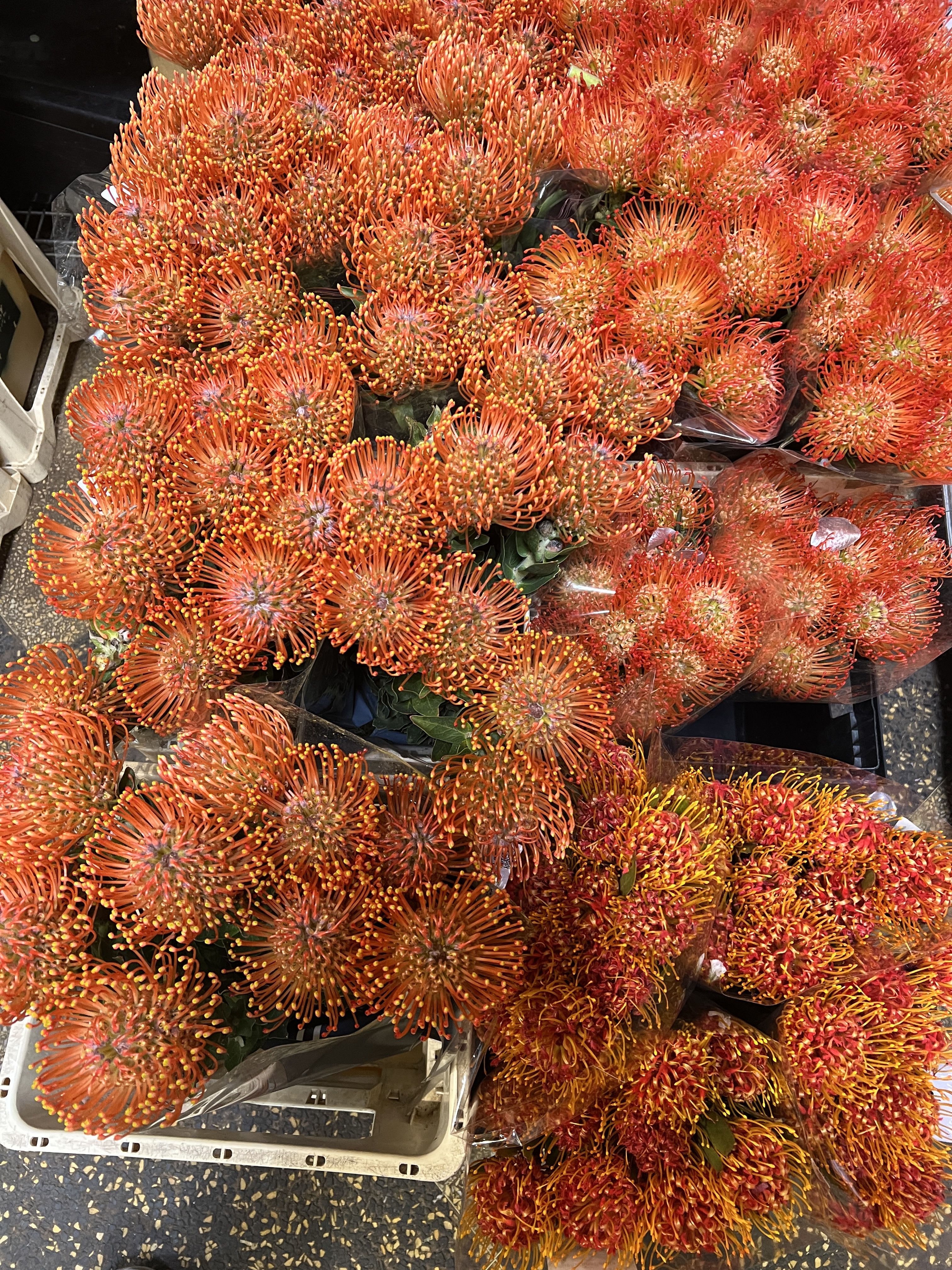 Bring a Burst of Sunshine with Pin Cushion Flowers! - Originally native to Australia and now commercially grown in South America, Pin Cushion Flowers are the perfect way to add vibrant energy to your space.   Freshly Cut &amp; Conditioned: Each stem is carefully prepared to ensure long-lasting beauty upon arrival.  Eco-Friendly Choice: Embrace green initiatives by creating your own stunning arrangements with these sustainable blooms.  Whether for your home, events, or gifting, these unique flowers are your canvas for creativity. Order now and craft your masterpiece!