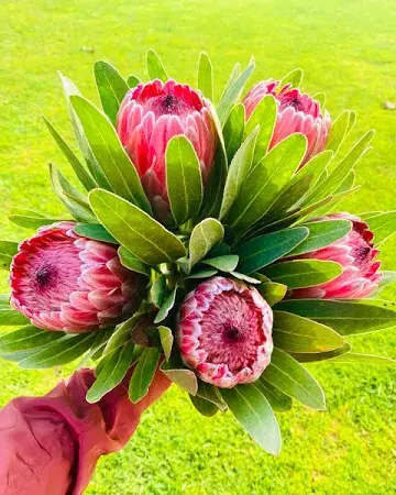 Exquisite Protea Flowers: Uniquely Beautiful, Sustainably Yours - Native to the warm climates of Africa and Australia, Protea flowers are a true standout with their striking, unusual look and delicate scent.   Seasonal Variety: Depending on the time of year, you’ll receive blooms in stunning white or red tones.  Fresh-Cut Elegance: Available in bundles of 5 to 25 stems, these versatile flowers are perfect for all occasions.  Your Creative Touch: Design your own arrangements for your home or office, adding a personal and artistic flair that reflects your style.  By crafting your displays, you’re joining a greener movement—reducing waste, supporting sustainability, and letting your creativity flourish. Bring home the timeless charm of Protea flowers today!       