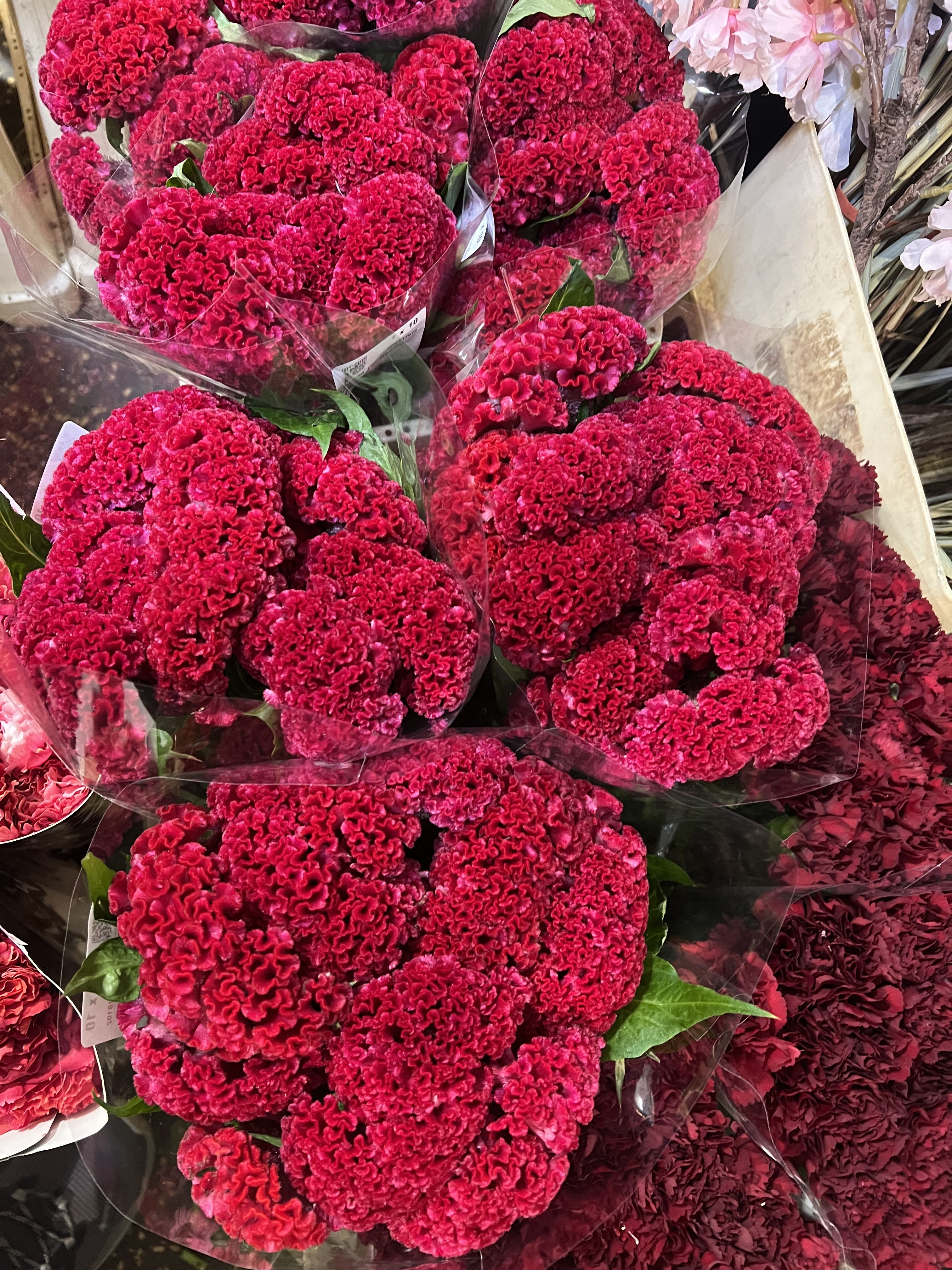 Coxcomb: A Vibrant Flower with a Rich History - Native to the dry slopes of Africa, Asia, and both North and South America, Coxcomb thrives in rocky, arid regions. Originally from tropical Africa and India, it was historically used both as a side dish and for medicinal purposes.   Natural Beauty: Beyond its historical uses, Coxcomb has become a favorite among florists for its stunning colors, unique shape, and textured appearance, making it a standout in any floral arrangement.  Add this captivating flower to your collection and enjoy its rich heritage and striking beauty.  
