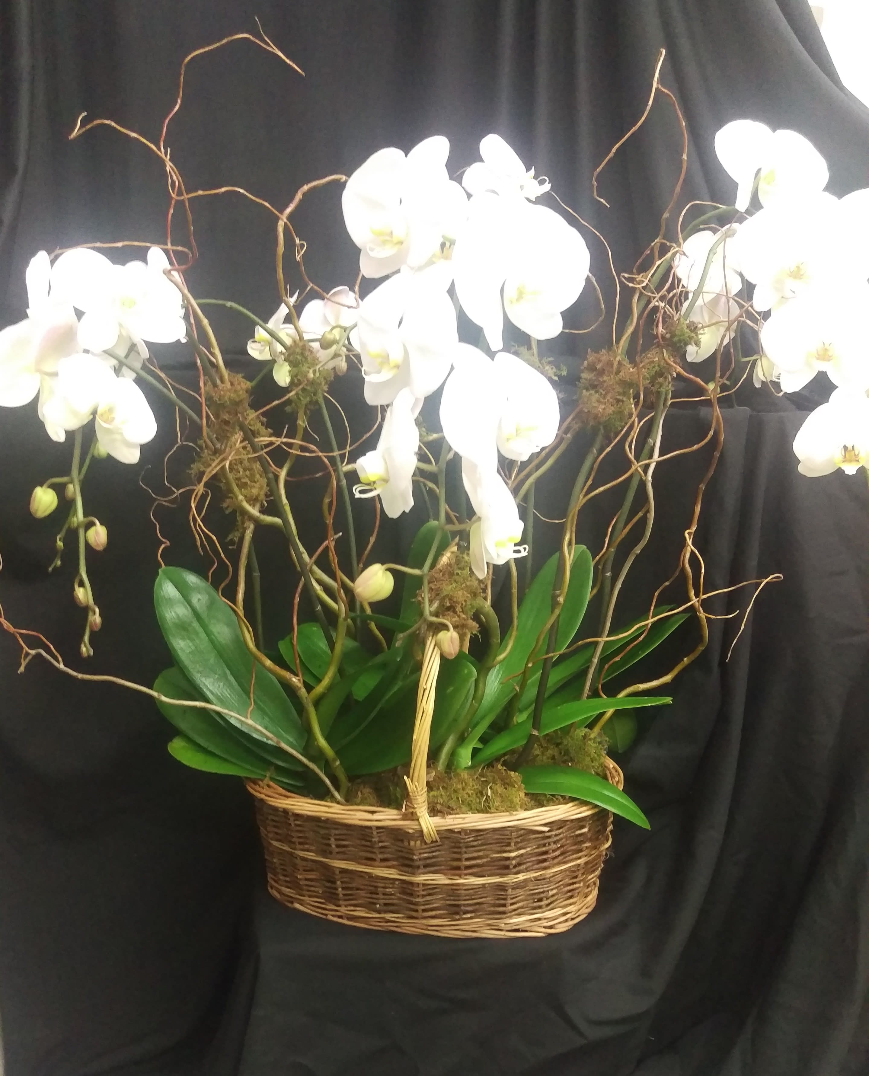 Orchid Extravaganza Orchid Extravaganza - Dramatic----Extravagant---When one orchid won't do. Four potted double stem phalaenopsis orchid plants in a woven basket accented with curly willow and moss. 36" W X 30" H. Shown in white, other colors available when given one week's notice. Container may vary, deluxe and premium include a high end container.