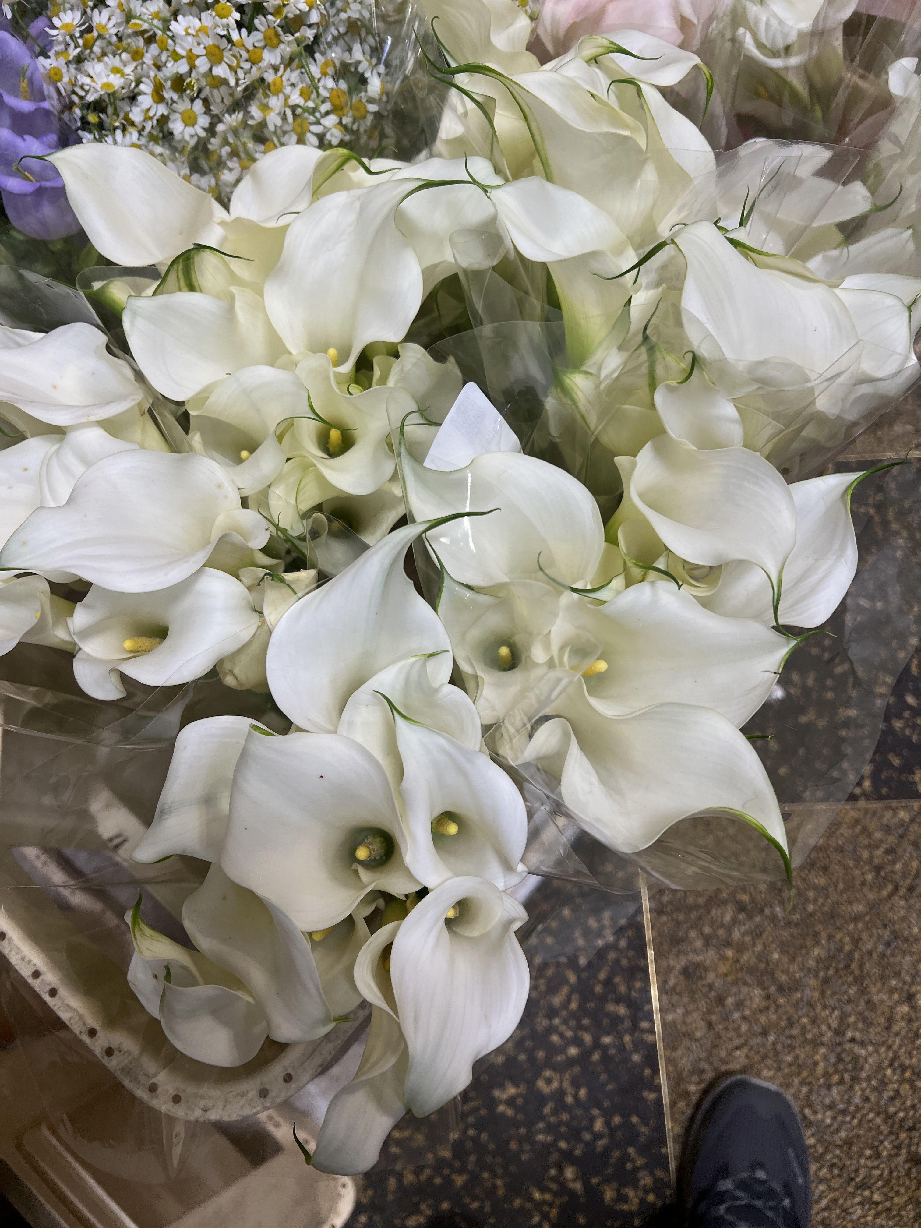 Calla Lily: A South African Beauty with a Complex History - Native to South Africa, the elegant Calla Lily has long been admired as an ornamental plant. Known locally as &quot;Pig's Ears,&quot; this flower has a rich and complex history, including its introduction to other parts of the world by slave traders in the 1600s.   Natural Habitat: While cultivated globally, invasive populations often thrive near human settlements in coastal prairies and wetlands.  Traditional Uses: The calla lily’s underground stem (rhizome) was historically boiled in milk and used as a wound dressing in South Africa. However, caution is essential—this plant is highly toxic and should never be ingested.  With its striking beauty and storied past, the Calla Lily is a remarkable flower that symbolizes both history and elegance.   