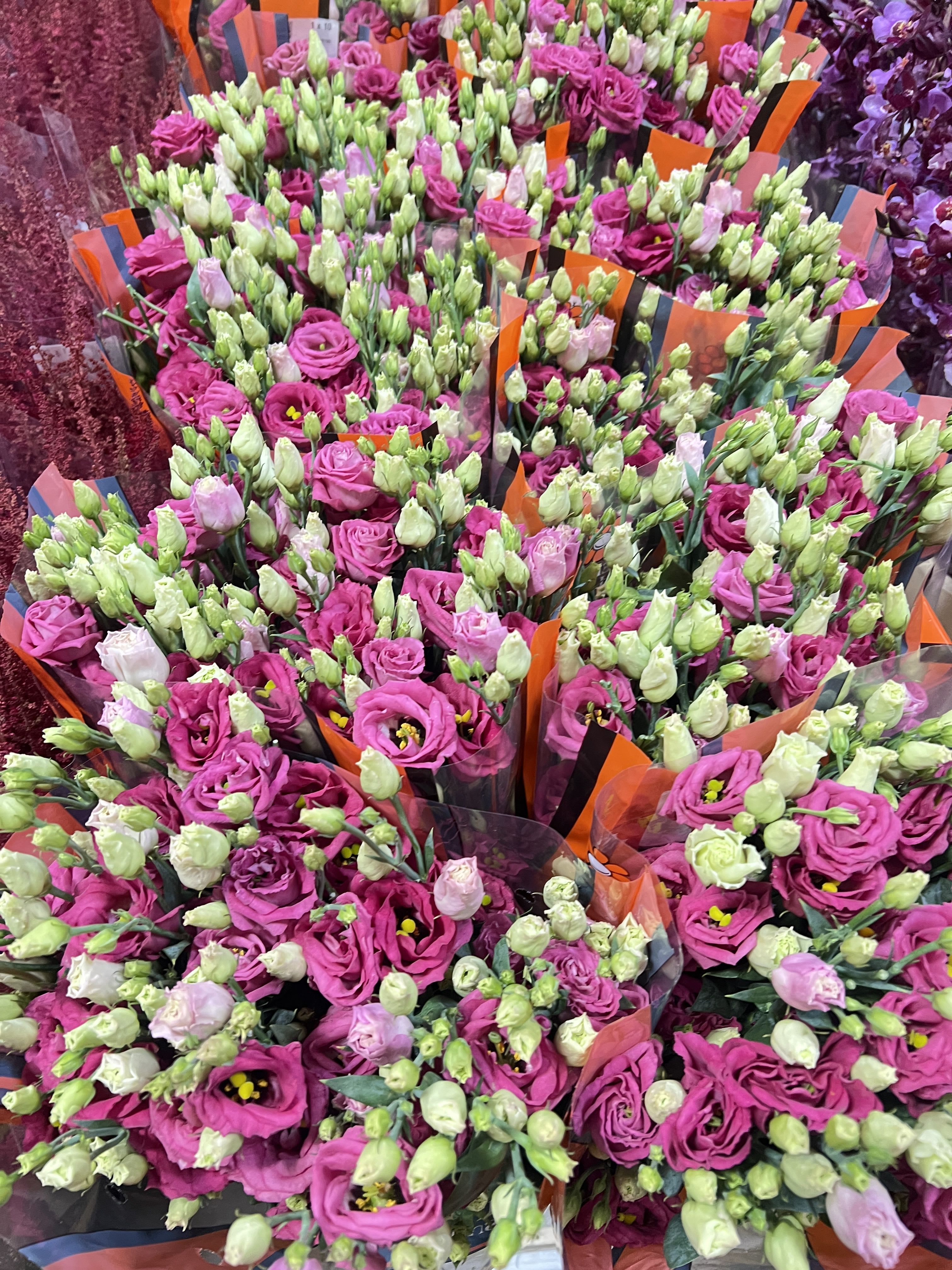 Lisianthus - Lisianthus Originally from the southern United States, Mexico and the Caribbean. Has medical antifungal properties. Besides that, they are wonderful flowers that bloom in layers. Depending on where they are grown either commercially or organically prices vary. During the fall we get 