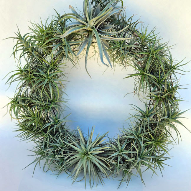 Air Plant Wreath Air Plant Wreath - This handmade live air plant wreath is a beauty, perfect all year round! It is full of gorgeous air plants and moss. It measures 15 inches across. Please Note: All of our air plant wreaths are handmade to order and plant varieties used may vary based on our fresh inventory. Care Tips: Use on well-protected areas away from direct sunlight. To water air plants that have been glued, you can go ahead and spray the leaves and the stems of the plant; you may also try soaking the plant by dipping it in water. Lastly, you can also place it under running water.