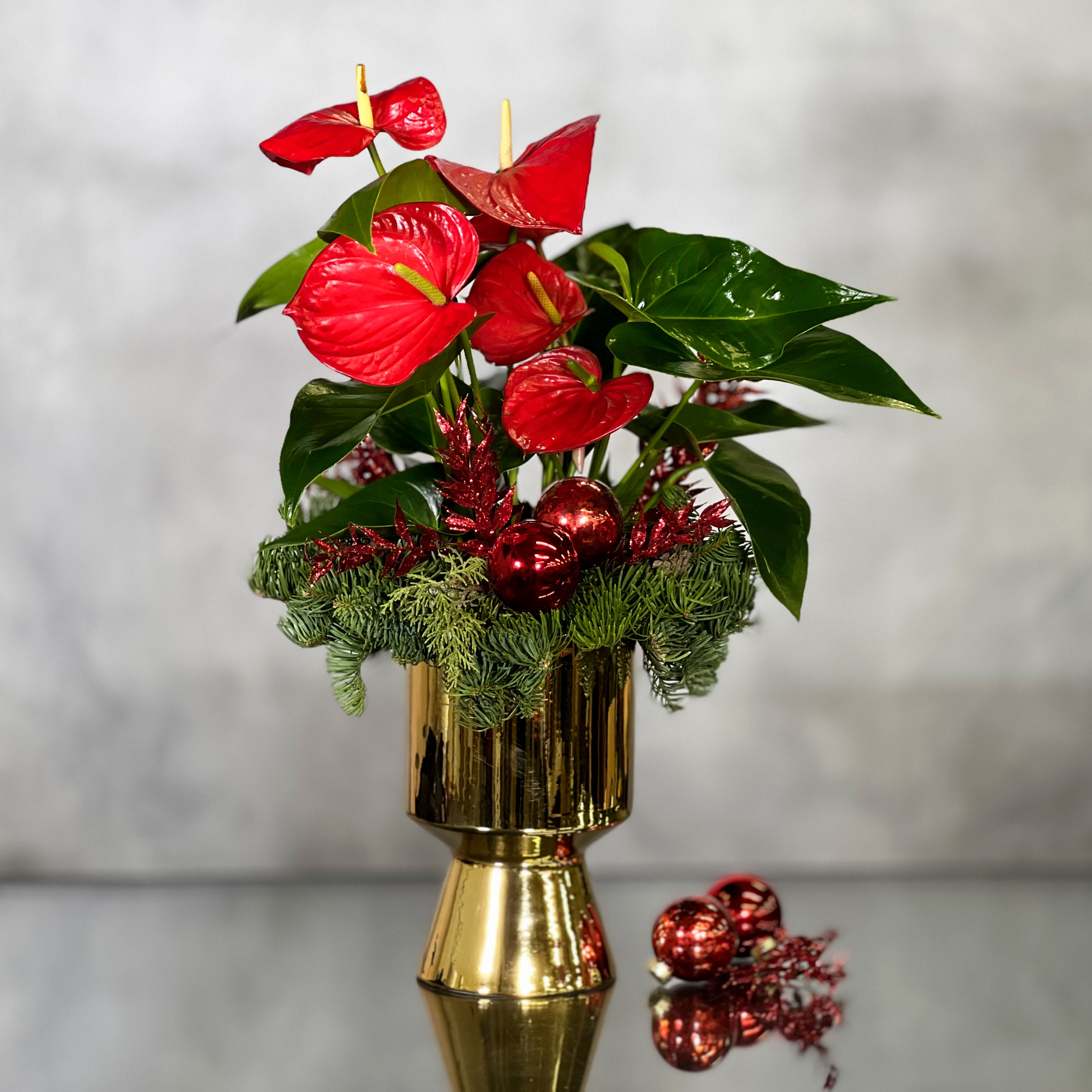 Christmas Anthurium - Anthurium signifies long-lasting love and friendship. Exude love and friendship this holiday season with Christmas Anthurium on a gold pedestal pot. Its glossy green leaves and symbol of long-lasting affection make it the perfect alternative to traditional Christmas plants.
