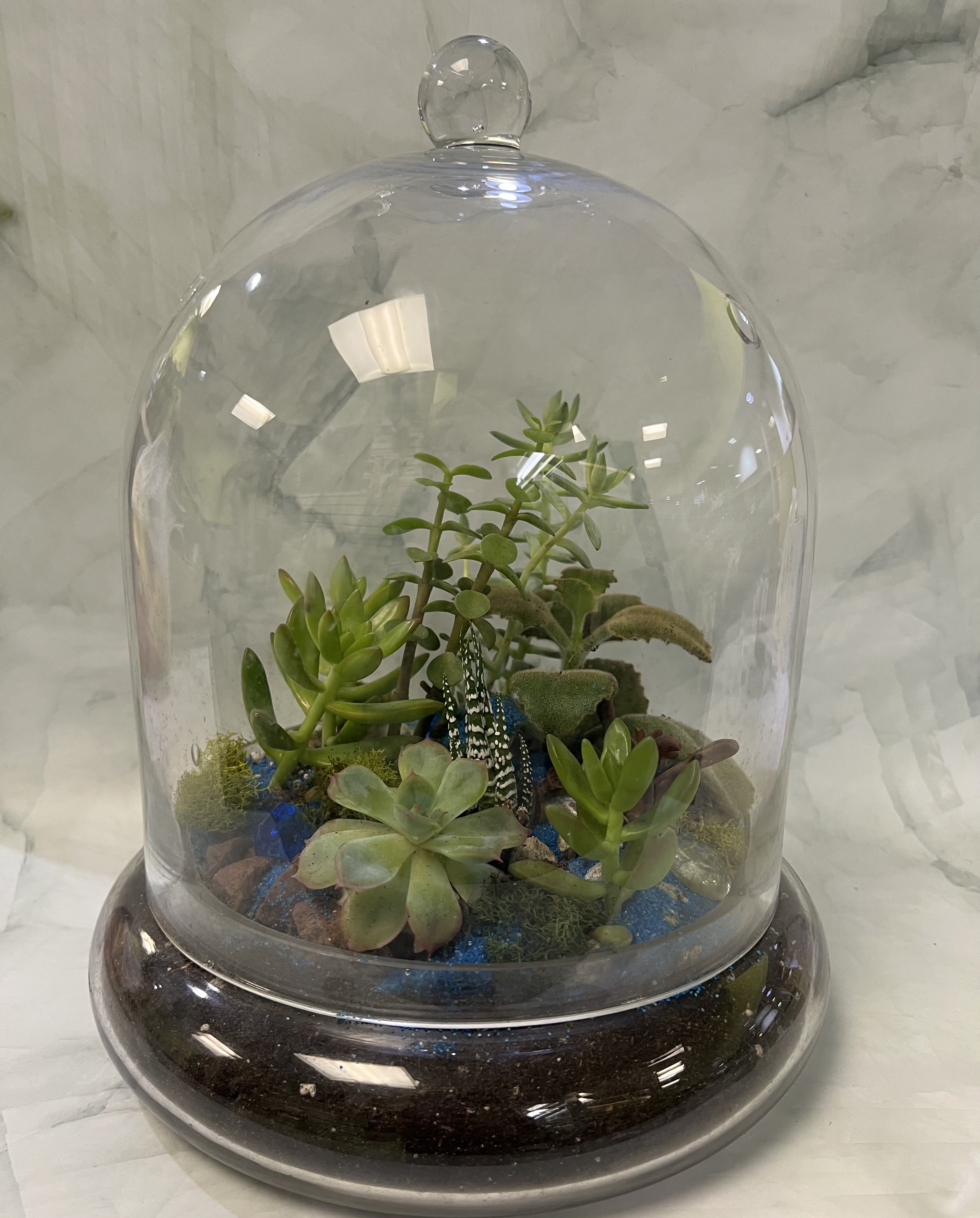 Large Dome Shaped Terrarium - This terrarium is one of the biggest terrariums standing 12 inches tall and 10 inches around. It includes about 8 different varieties of succulents. Each succulent is hand picked at the greenhouse so each design is one of a kind. 