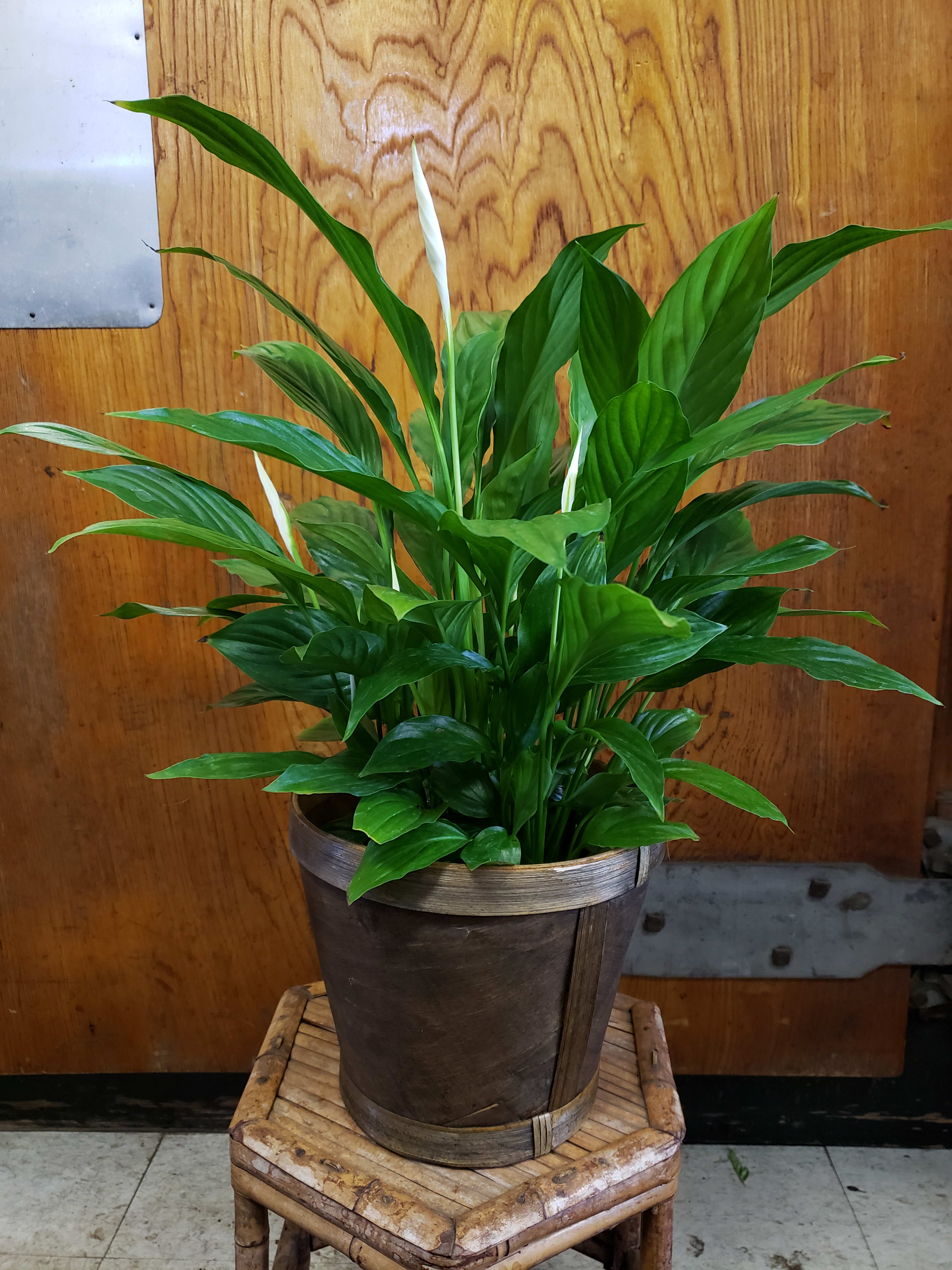 Blooming Spathiphyllum Plant Blooming Spathiphyllum Plant - These plants have a 6" diameter pots and an average height of 20"-22". Peace Lily plants are easy to take care of houseplants that tolerate low-light environments. Basket/pot cover may vary from photo.