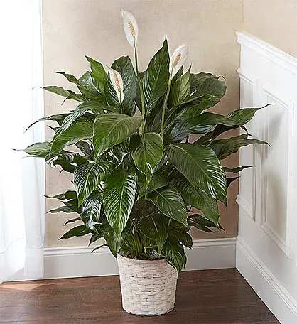 lily plant - white 8 inch lly plant