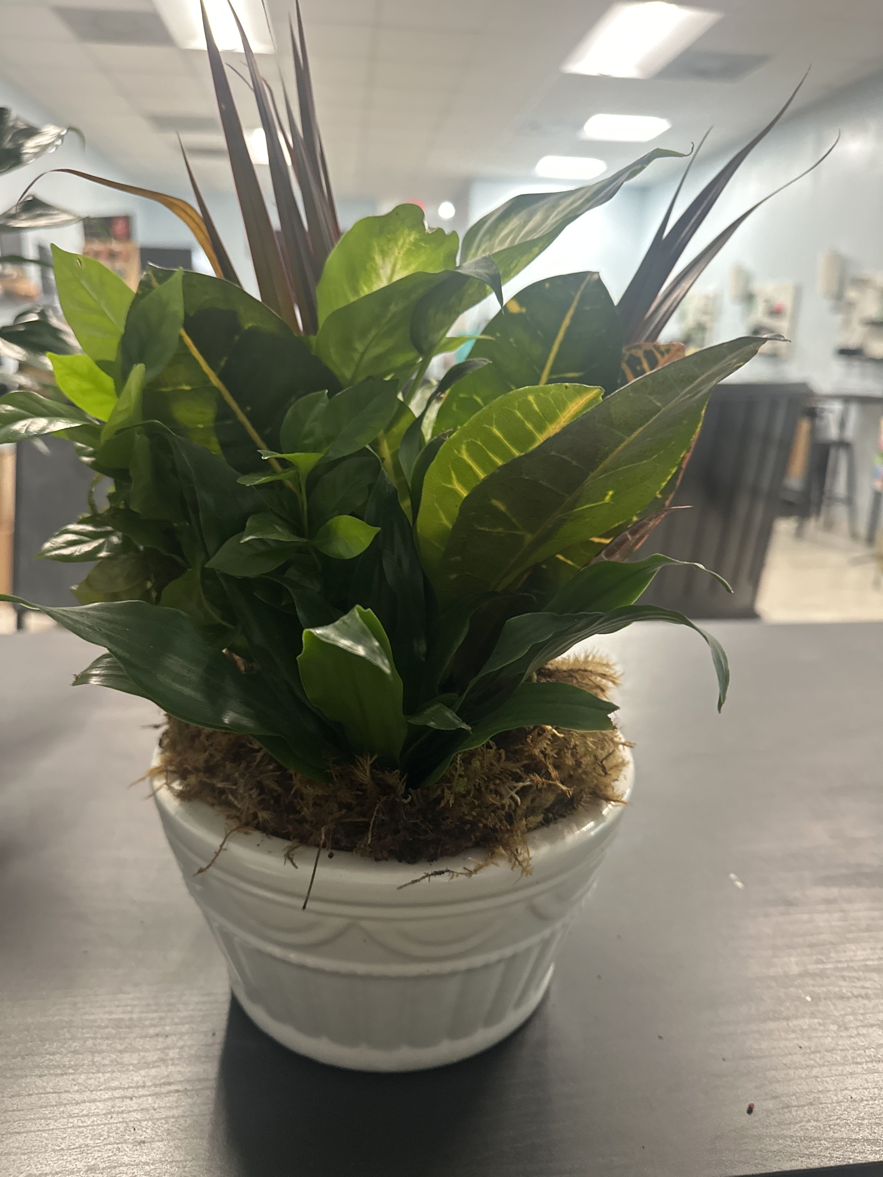 ceramic potted garden ceramic potted garden - Commonly referred to as dish gardens this beautiful arrangement of plants will last as long as you water. It has a beautiful moth top and is heavy and a ceramic customized planter.