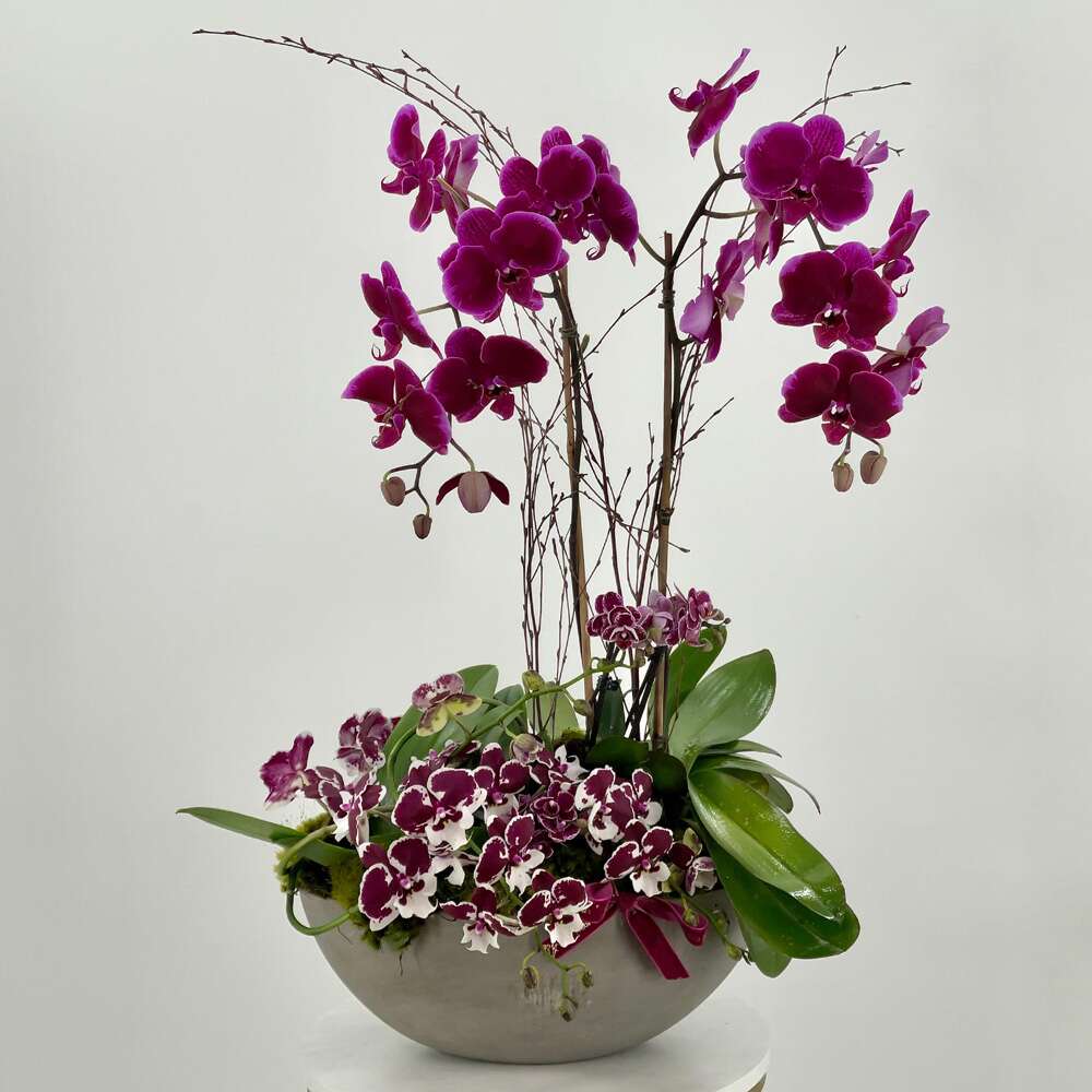 Amethyst Orchids - The perfect addition to any home or office space, this orchid plant design features fuchsia mini orchids with Phalaenopsis orchids. Their vibrant green leaves are a perfect match with the bed of green moss it rests atop. Arrangement includes:  Fresh BP Phalaenopsis Orchids and Mini Orchids BP Medium Ceramic Vase Care instructions Custom greeting card DISCLAIMER - FRESH FLOWERS: These are fresh cut flowers and are perishable.  &quot;BP Fresh Flowers in Signature vases&quot; on Black Petals Flowers website.   Please note that if no variations from the list are chosen, you will receive the featured arrangement unless a substitution may need to be made based on the season, availability of flowers, or other unforeseen and uncontrollable circumstances occur. By making a purchase on this website, the customer authorizes substitutions within a specific color palette. Necessary substitutions to the arrangement will be at the designer’s discretion.