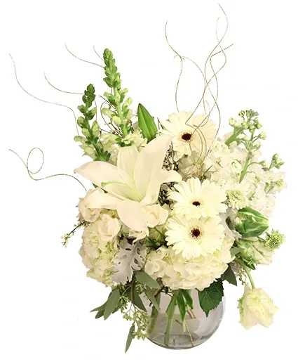SWEET RADIANCE VASE ARRANGEMENT SWEET RADIANCE VASE ARRANGEMENT - This breathtaking bouquet radiates elegance! Sweet Radiance is a stunning mix of beautiful white gerberas, hydrangeas, lilies, parrot tulips, and more. Elevate any occasion with this alluring arrangement! Includes: Sweetheart Vase, Dusty Miller, Genestra, White Alstroemeria, White Gerberas, White Hydrangea , White Lily, White Scabiosa Scoops, White Snapdragons, White Spray Roses, Super Green Parrot Tulips .