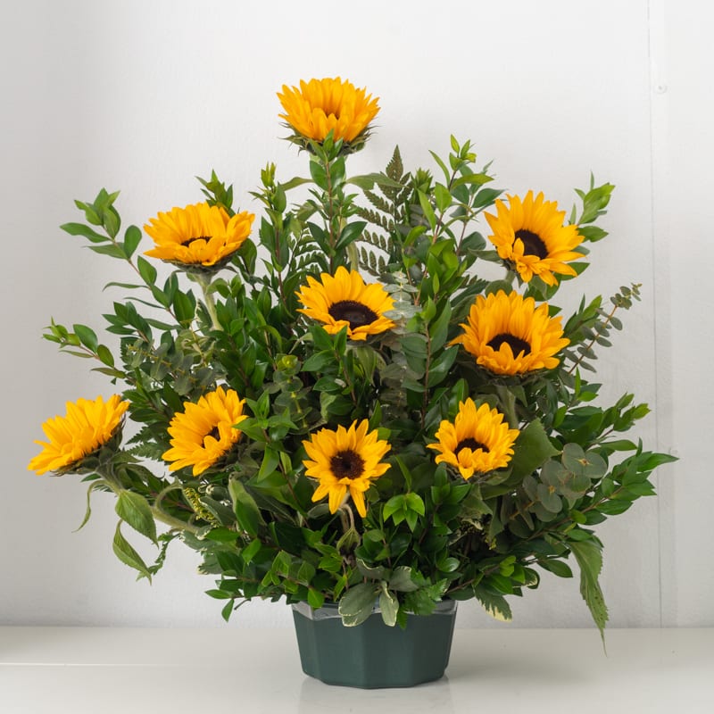 You are my sunshine You are my sunshine - Beautiful sunflower arrangement If some flowers and/or the vase are not available there will be minor substitutions.