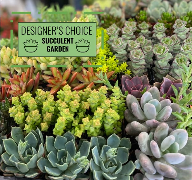 Succulent Garden Designer’s Choice Succulent Garden Designer’s Choice - Bring the beauty of nature indoors with the Succulent Garden. This curated arrangement features an assortment of vibrant succulents, artfully displayed to create a lush, low-maintenance garden. Perfect for adding a touch of greenery to your home or gifting to a plant lover.