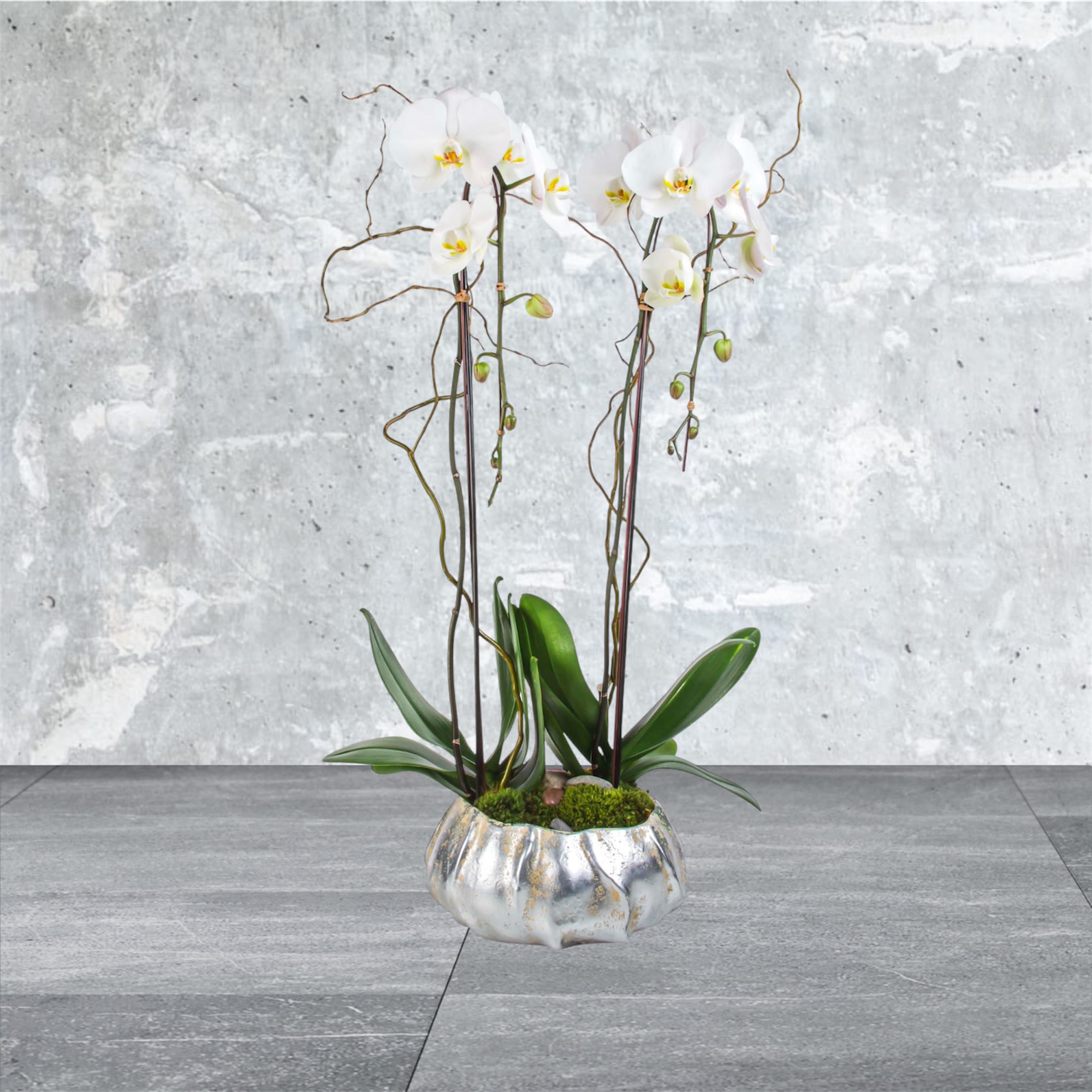 Two Stem Orchid Planter - Two stems of phalaenopsis orchids in a silver pot. A gift that is sure to impress in any situation.  APPROXIMATE DIMENSIONS: 12&quot; W x 32&quot; H