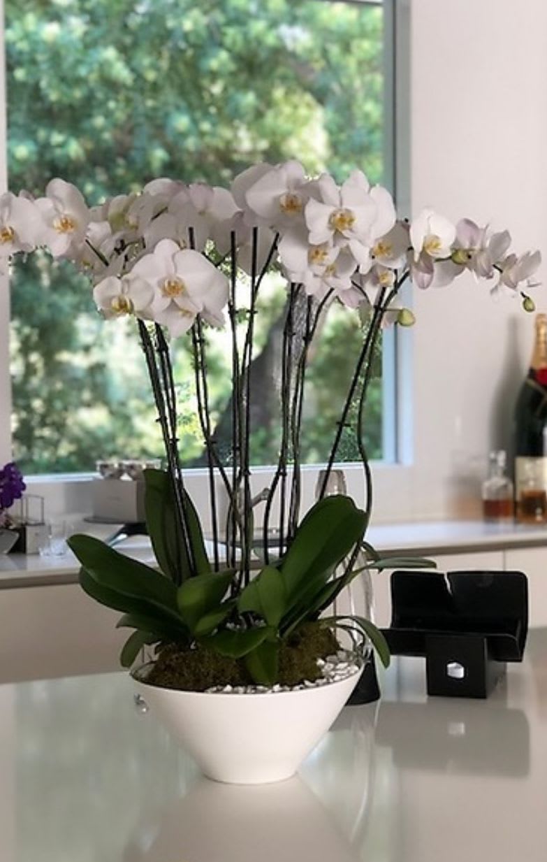 Wave of orchids  - Gorgeous orchids arrangement in a beautiful white container, each and every orchid carefully selected  to provided the best quality possible. 